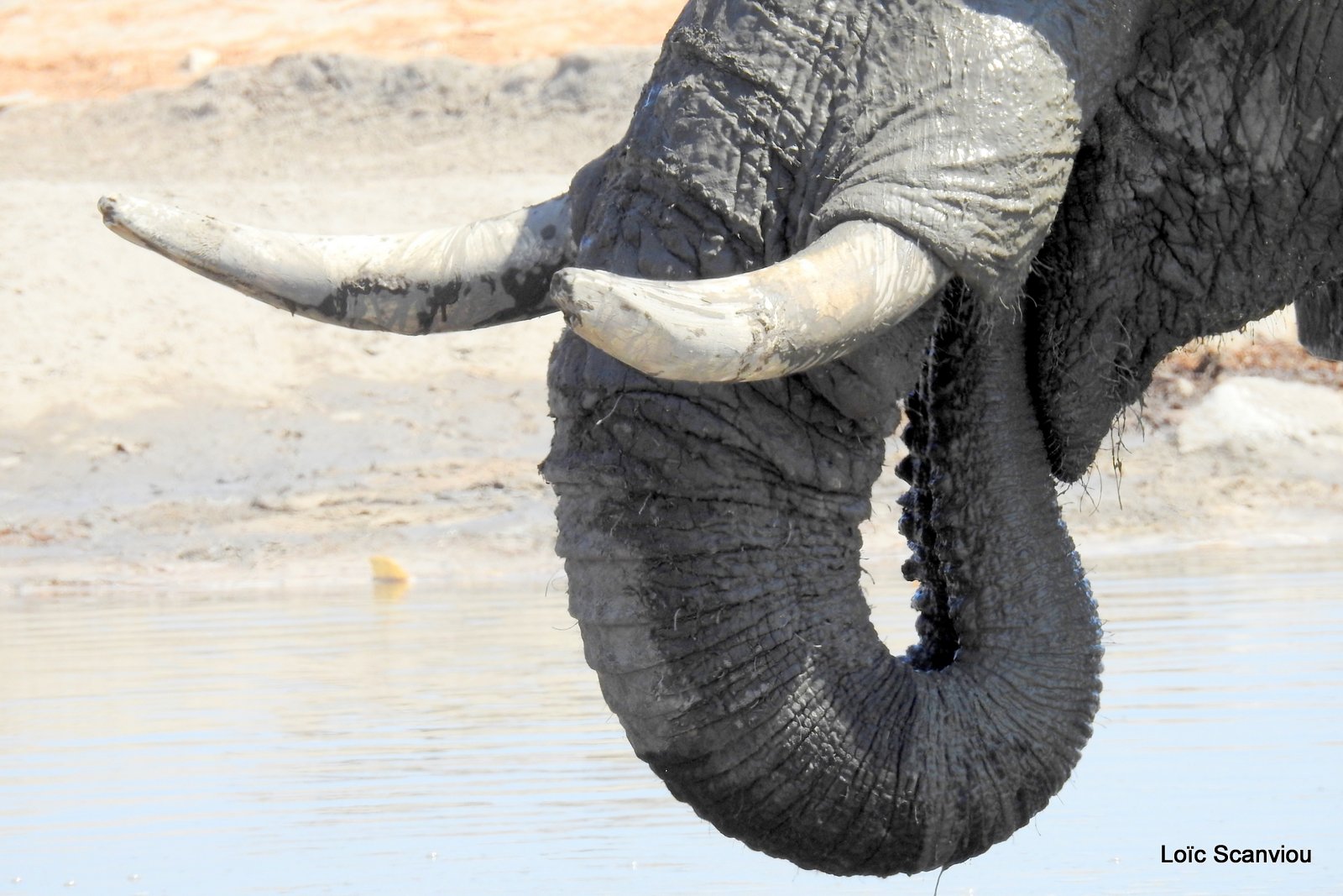 Eléphant d'Afrique/African Elephant (73)