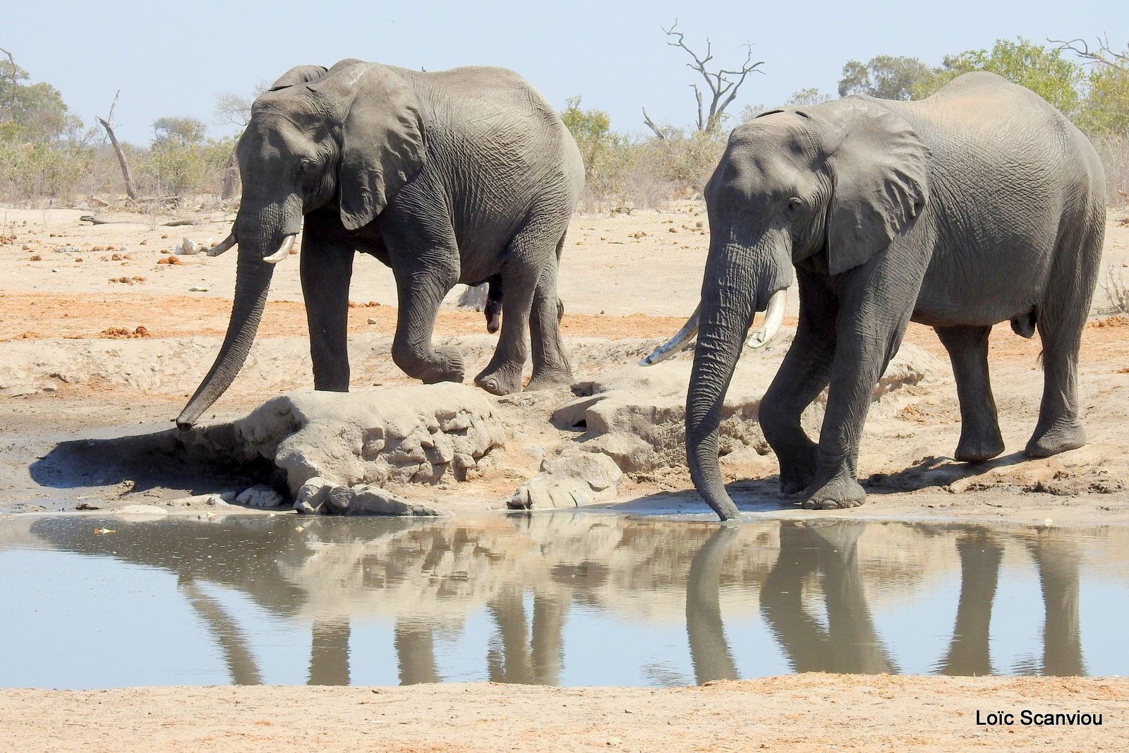 Eléphant d'Afrique/African Elephant (74)