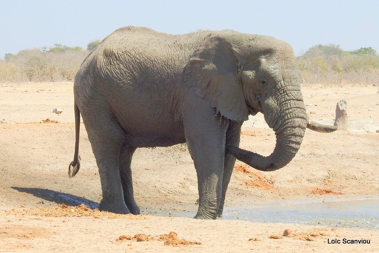 Eléphant d'Afrique/African Elephant (75)