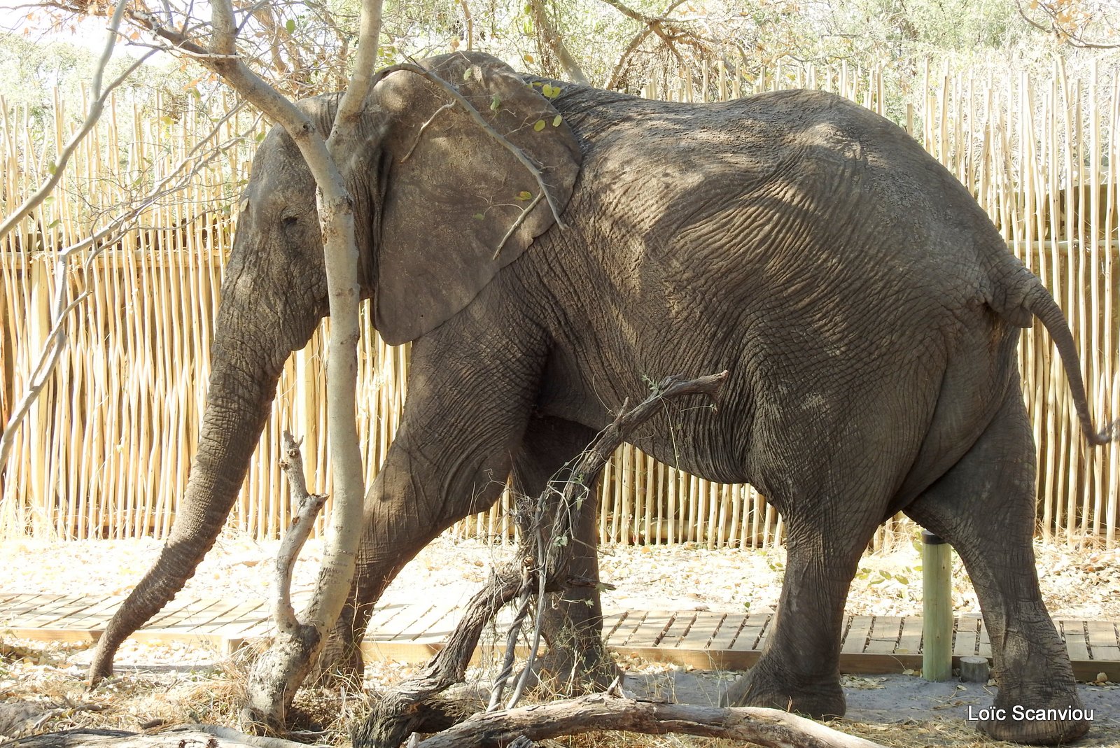 Eléphant d'Afrique/African Elephant (76)