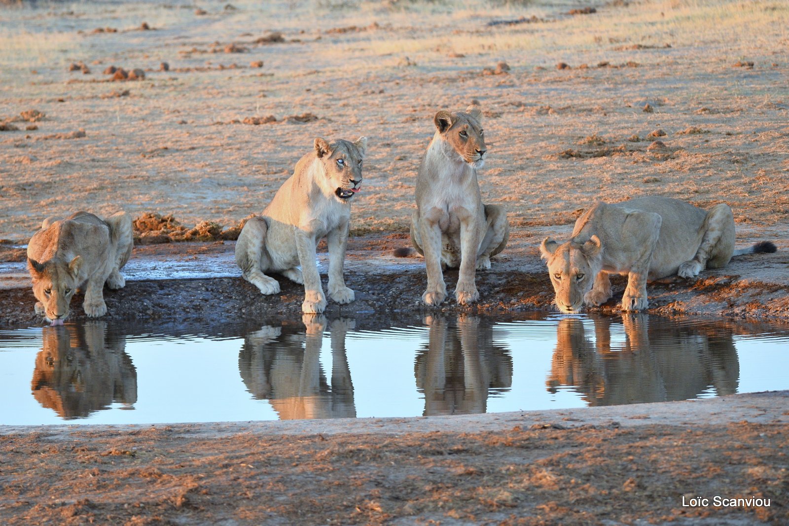 Lions au point d'eau/Lions drinking (2)