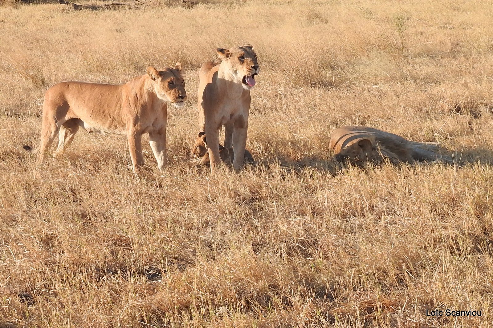 Lionne et lionceaux/Lioness with cubs (18)