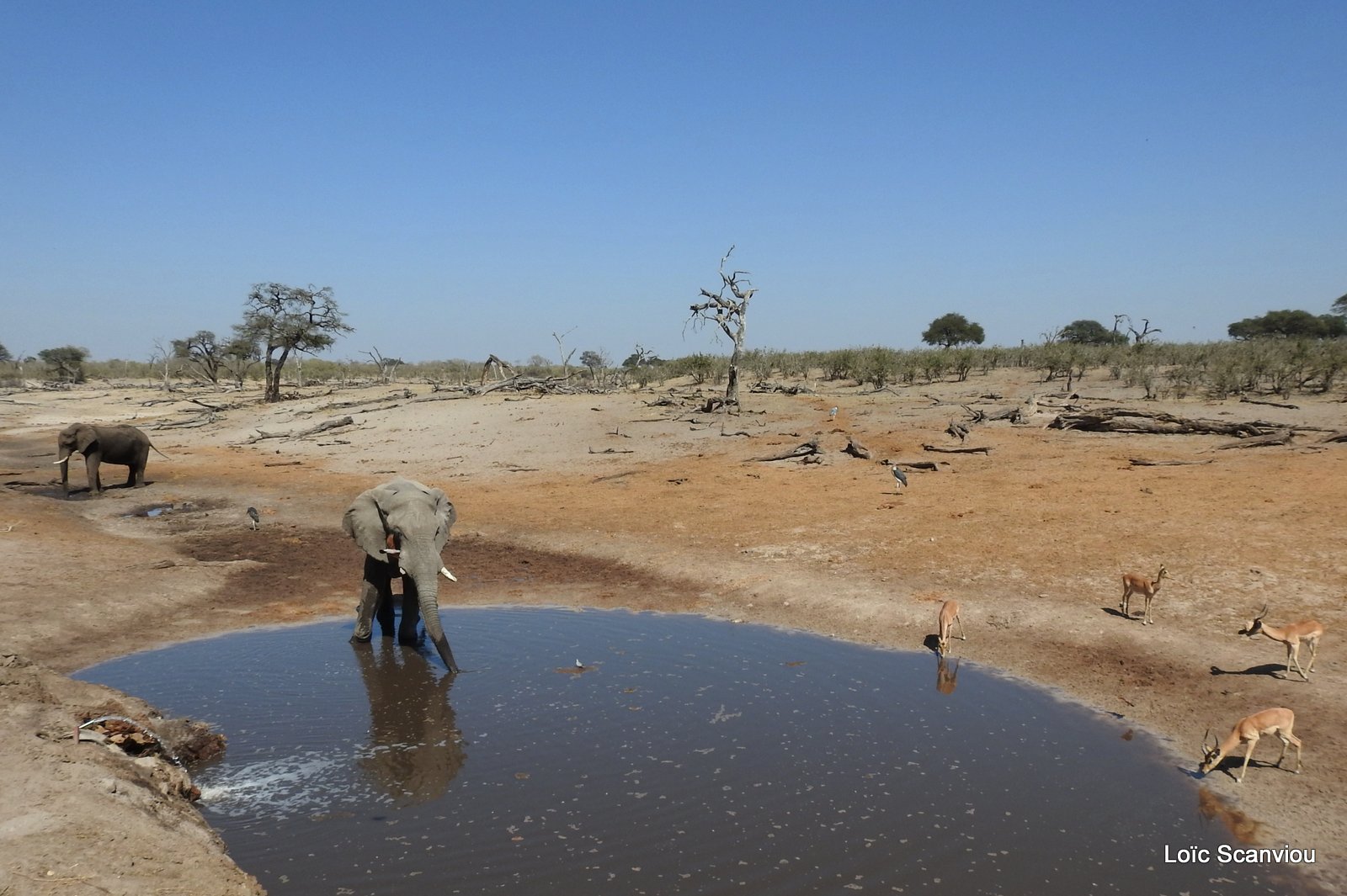 Eléphant d'Afrique/African Elephant (86)