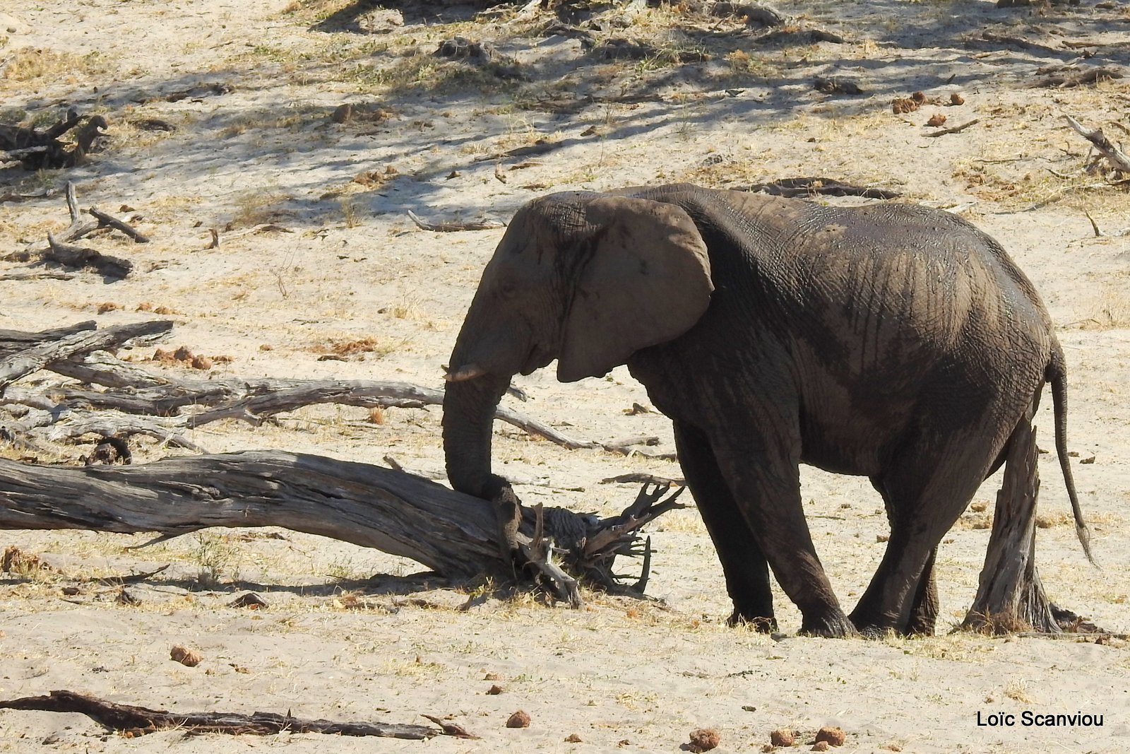 Eléphant d'Afrique/African Elephant (77)