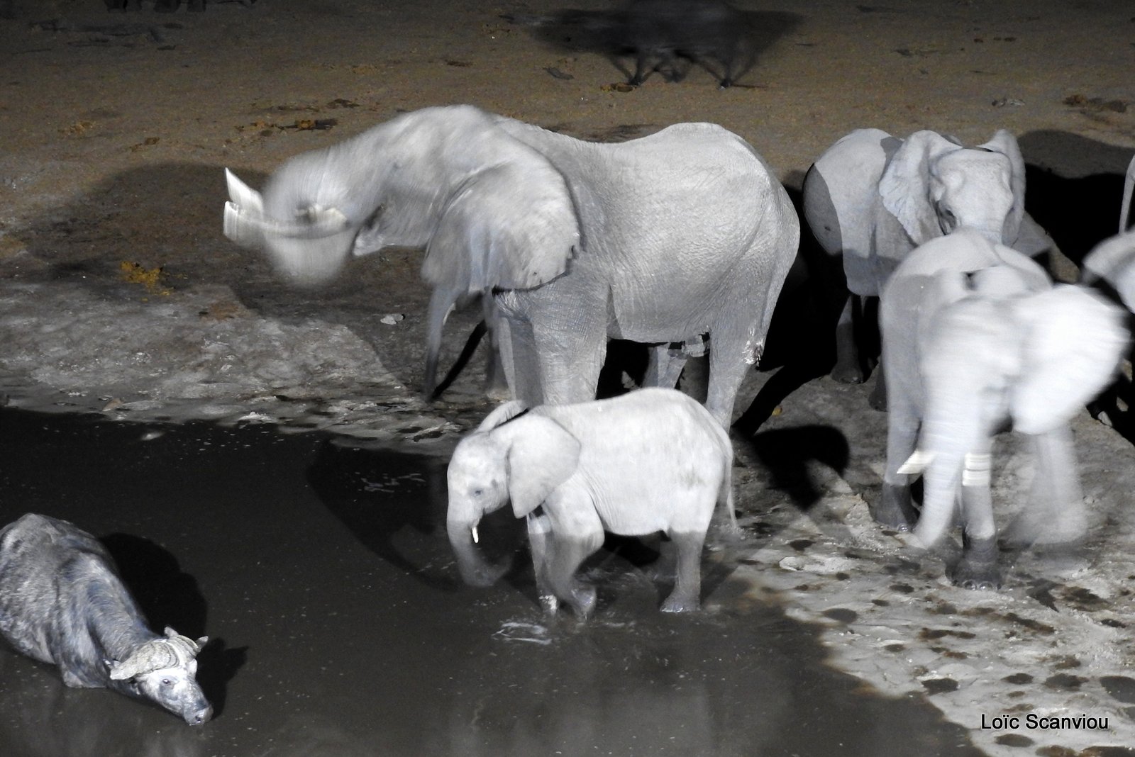 Eléphants de nuit/Elephants in the dark (2)