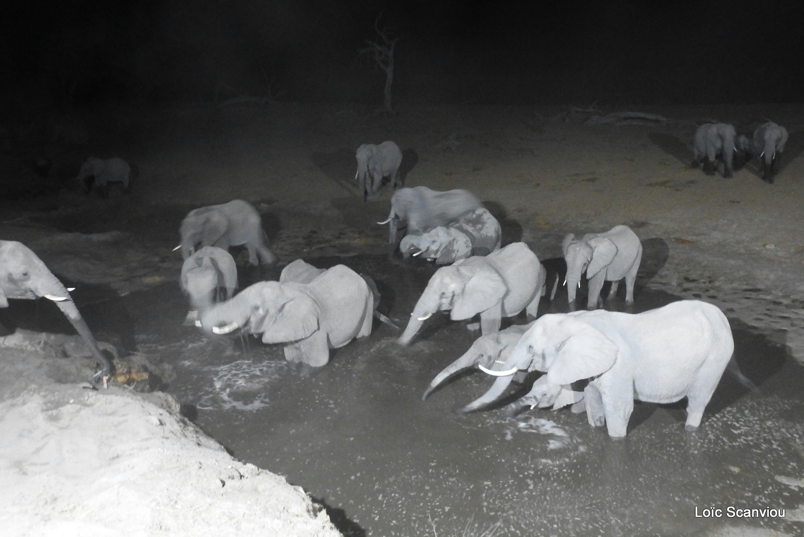 Eléphants de nuit/Elephants in the dark (3)