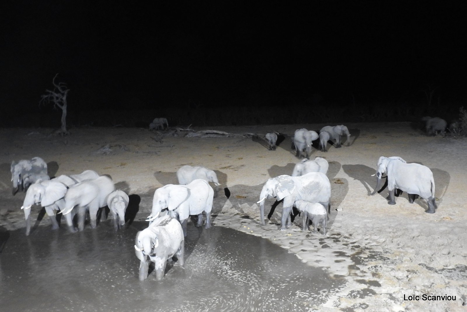 Eléphants de nuit/Elephants in the dark (4)