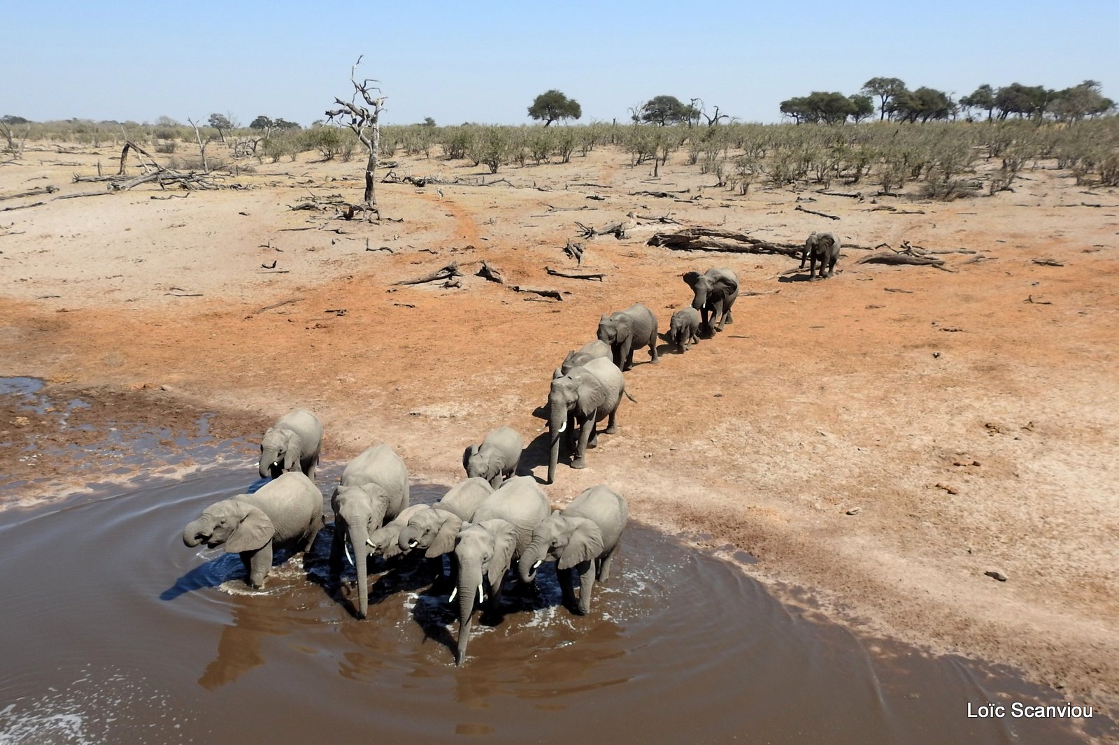 Eléphant d'Afrique/African Elephant (79)