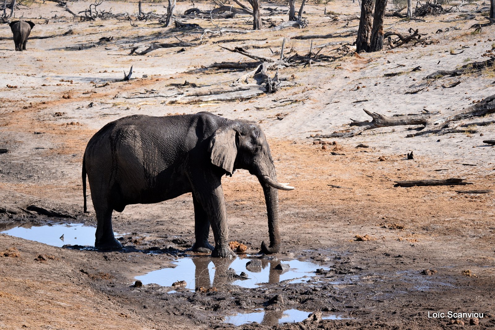 Eléphant d'Afrique/African Elephant (3)