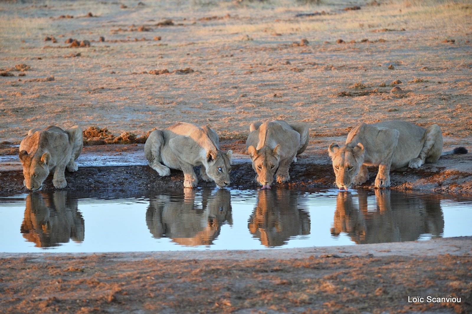 Lions au point d'eau/Lions drinking (3)