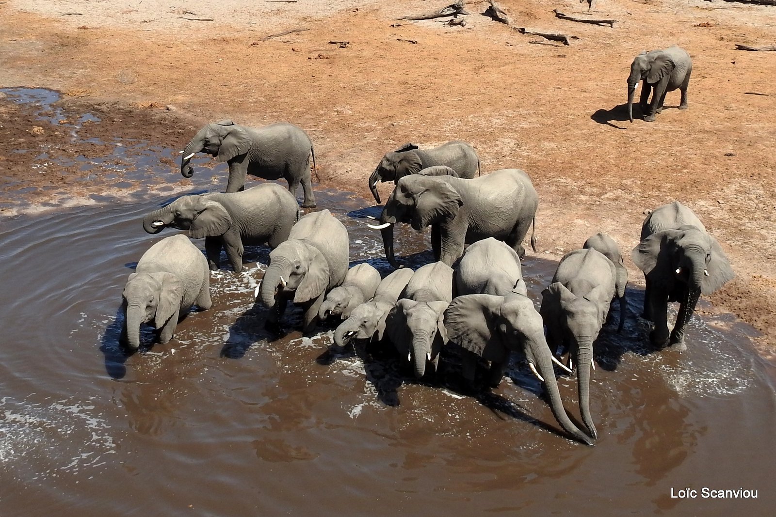 Eléphant d'Afrique/African Elephant (80)