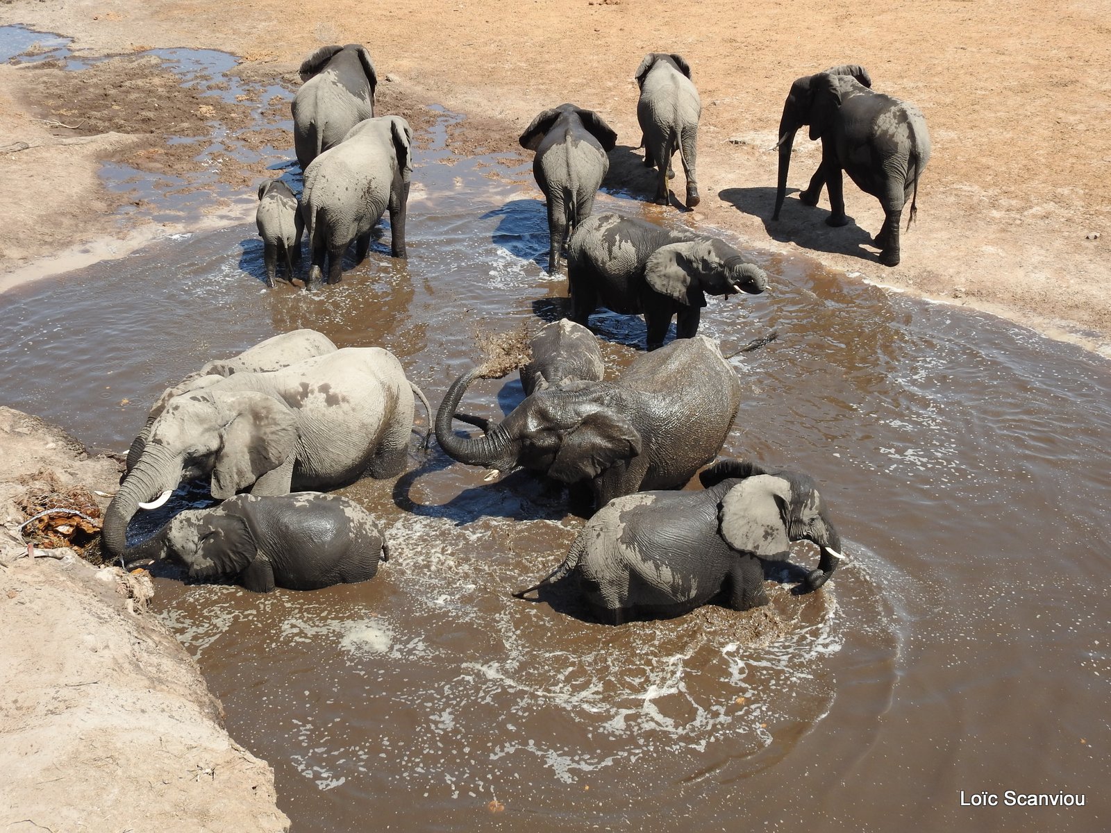 Eléphant d'Afrique/African Elephant (81)