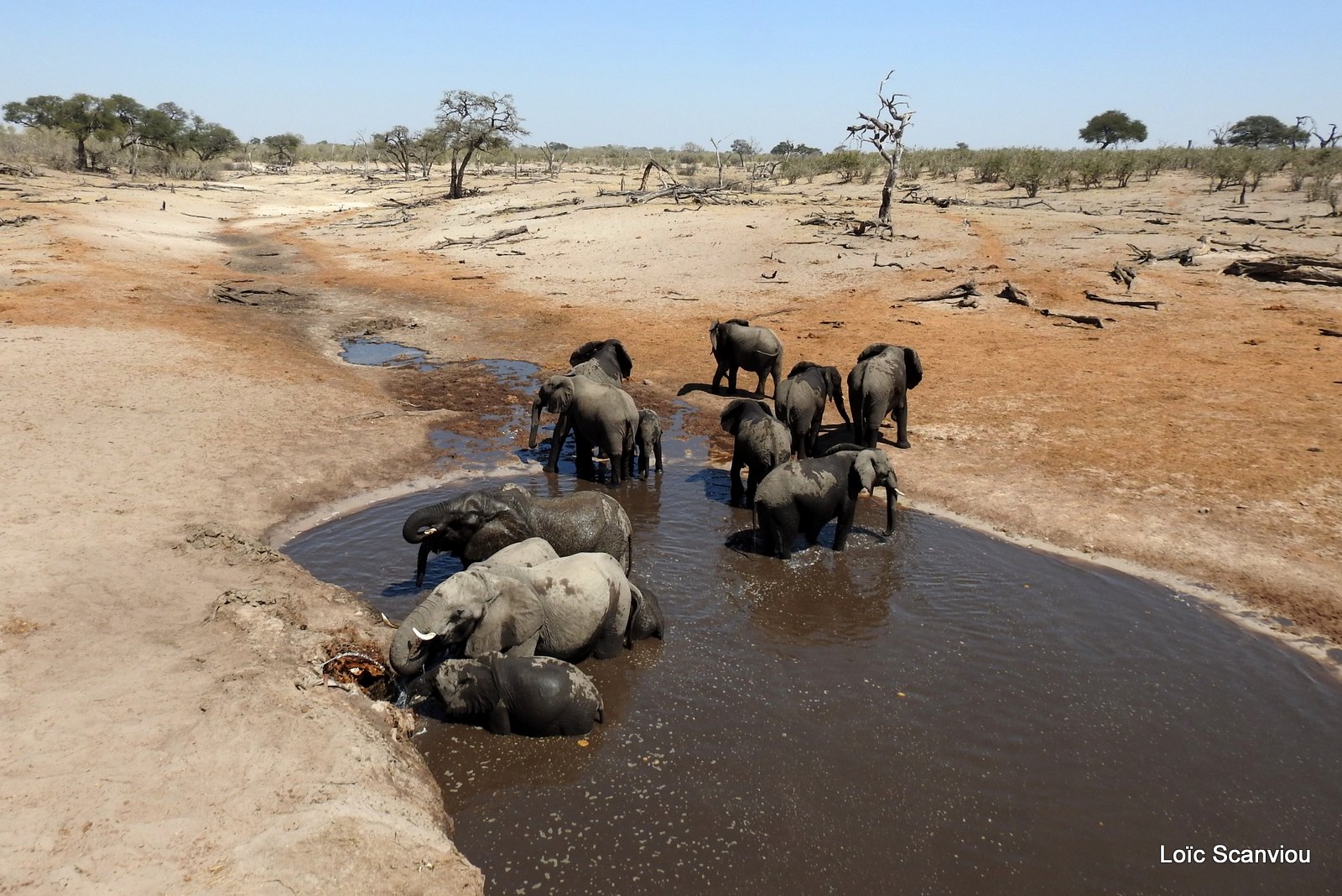 Eléphant d'Afrique/African Elephant (82)