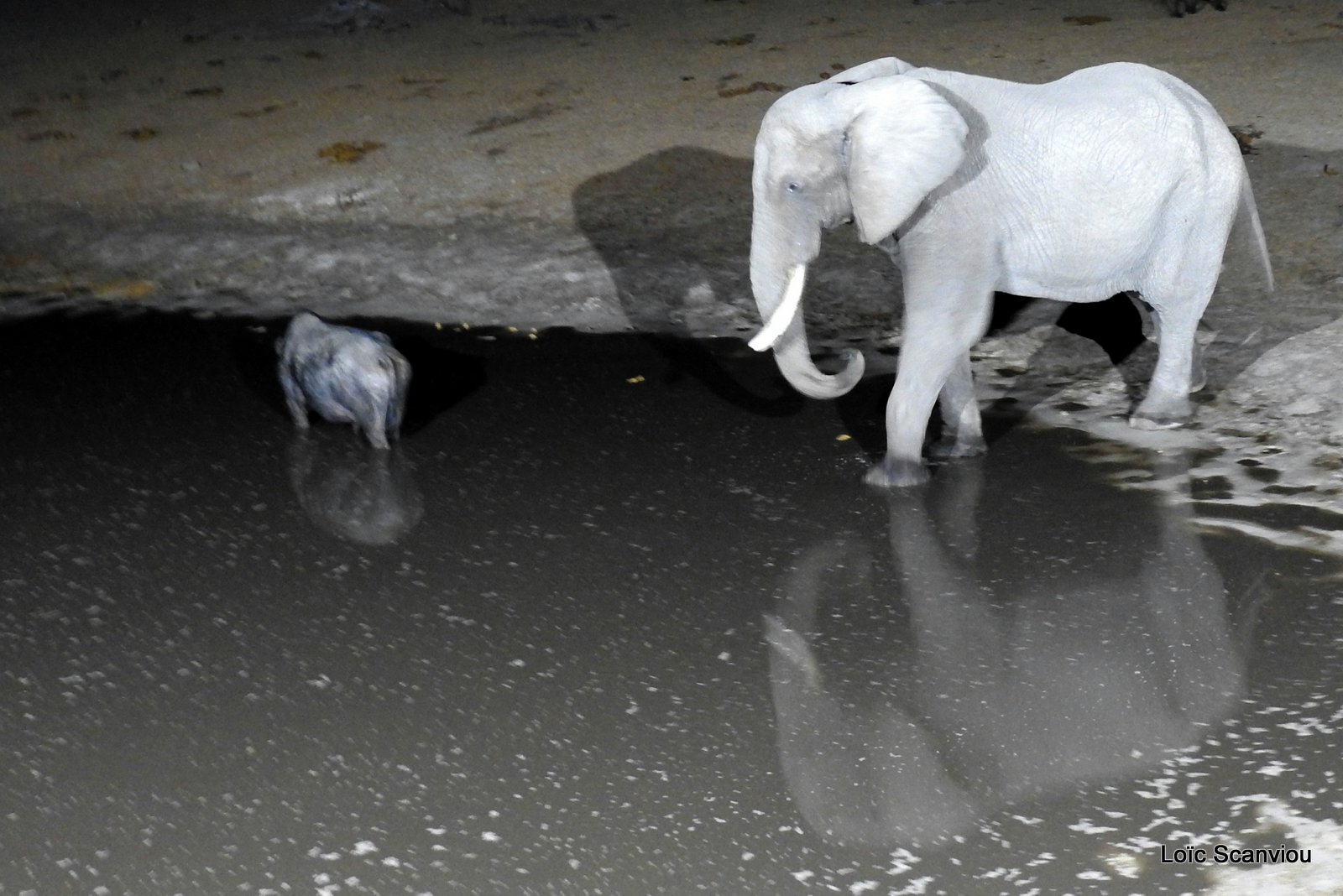Eléphants de nuit/Elephants in the dark (5)