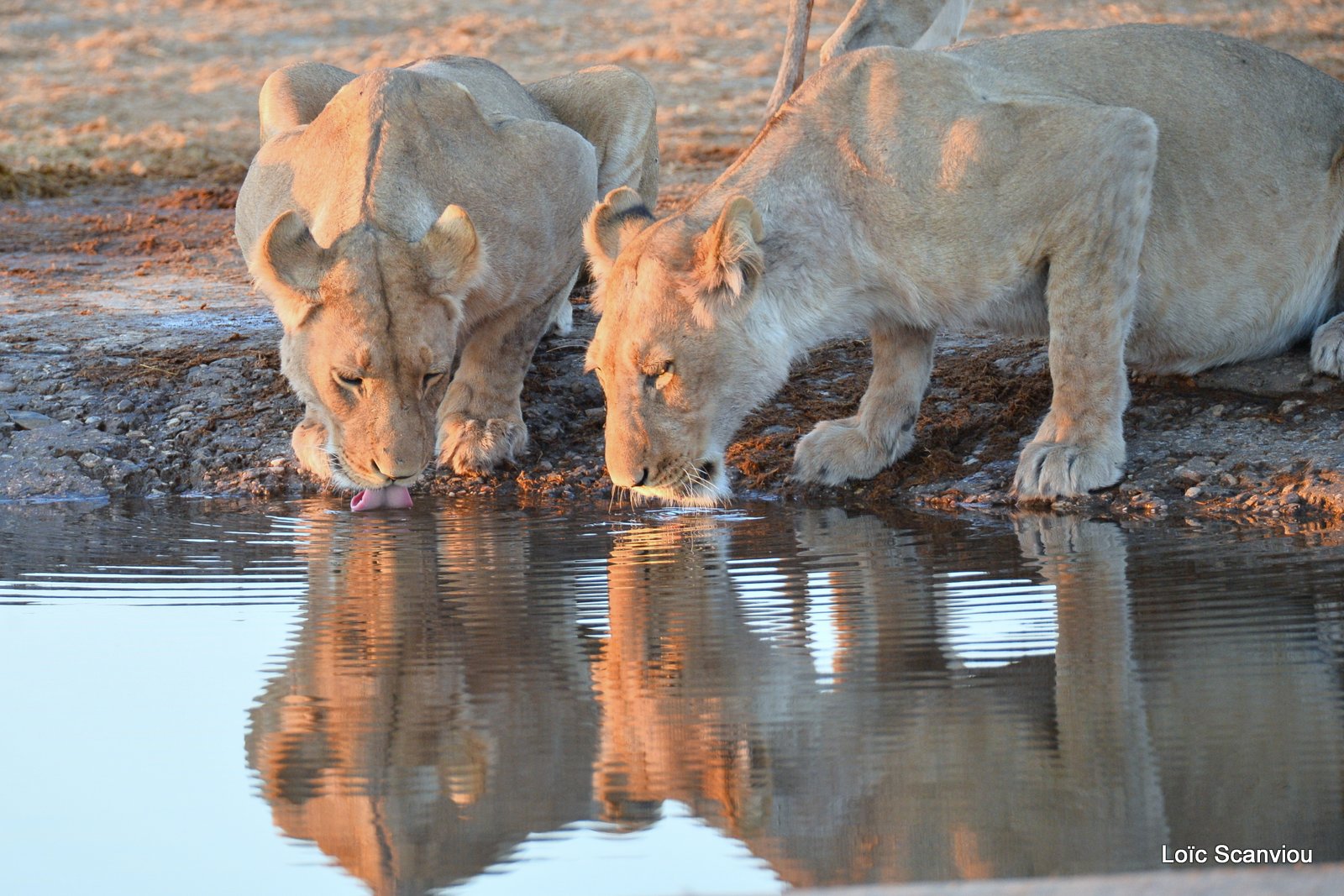 Lions au point d'eau/Lions drinking (4)