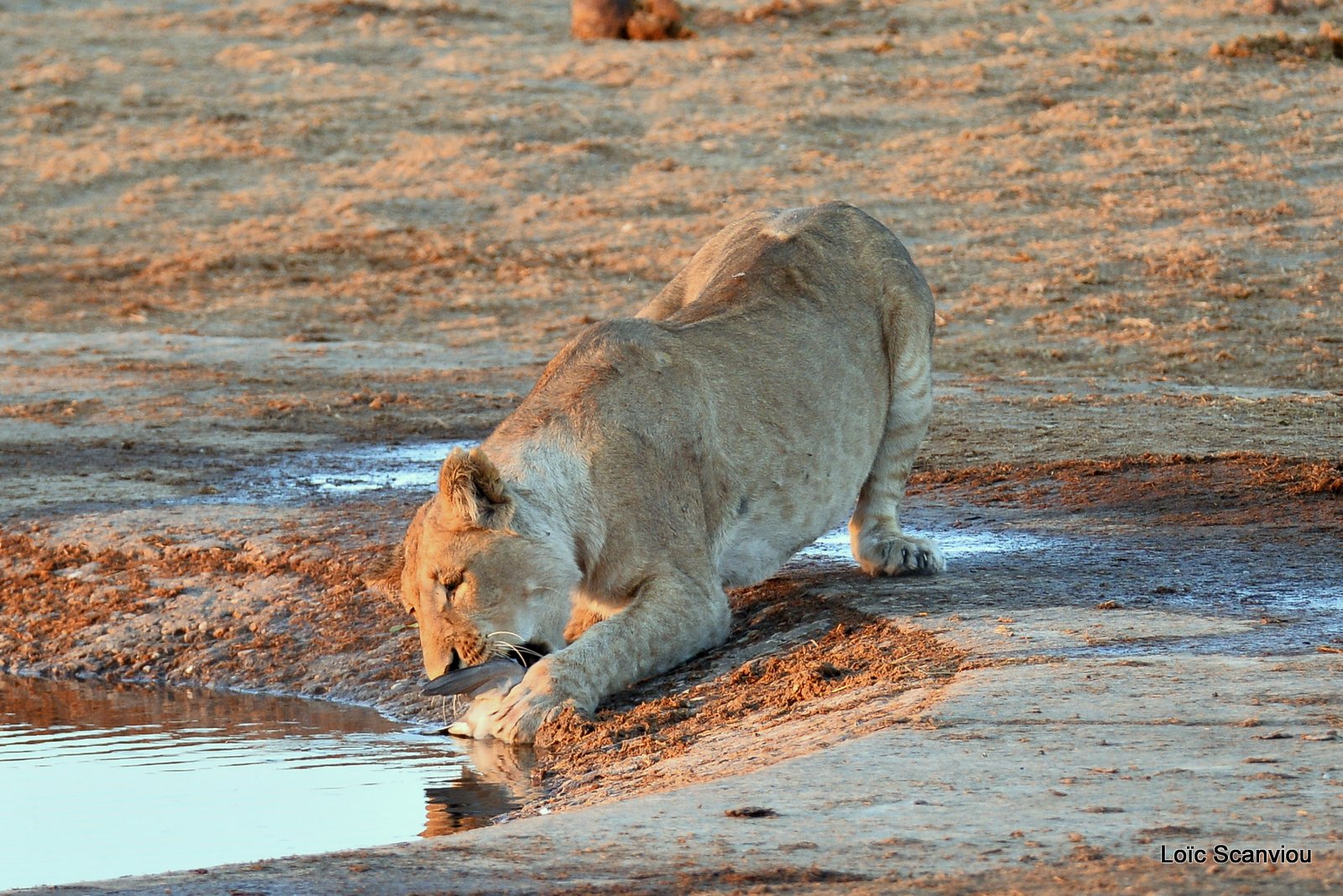 Lionne mangeant une tourterelle/Lioness eating (1)
