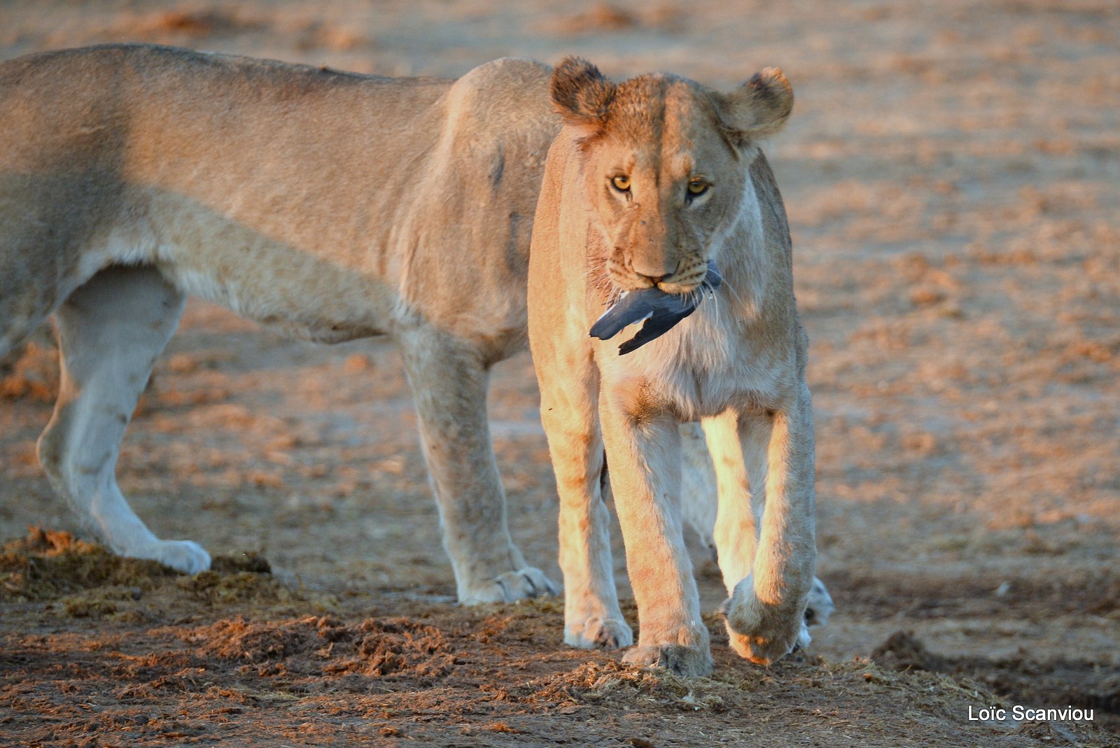 Lionne mangeant une tourterelle/Lioness eating (2)