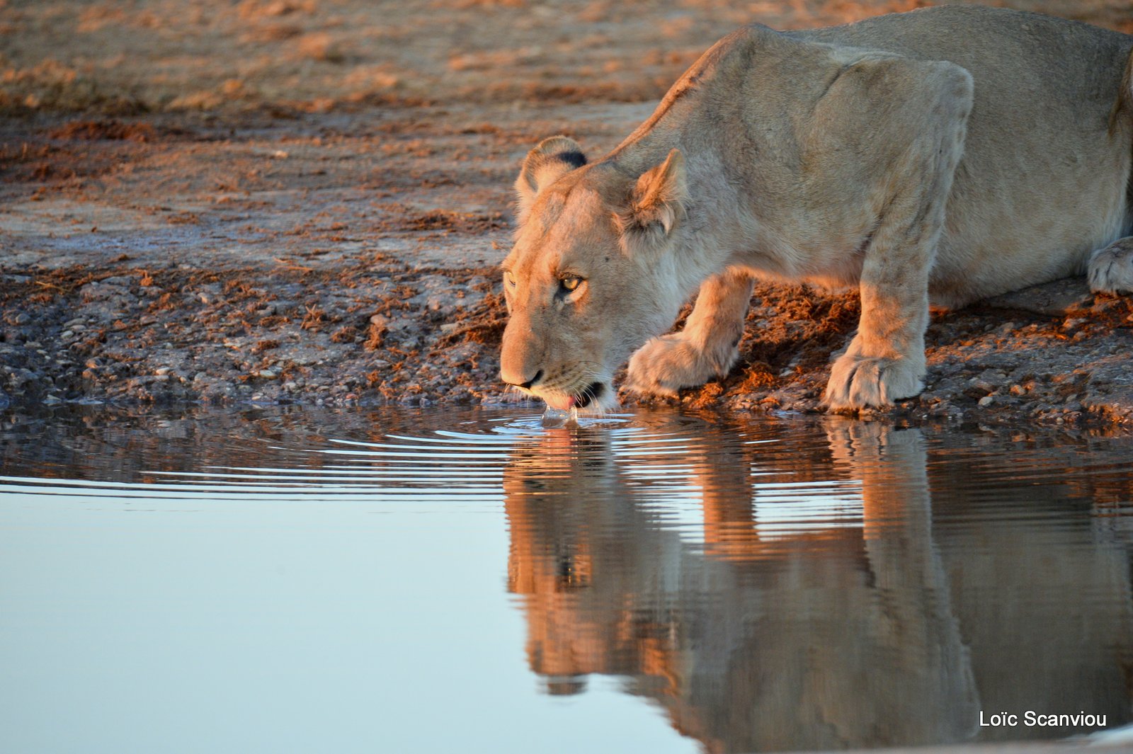 Lions au point d'eau/Lions drinking (6)
