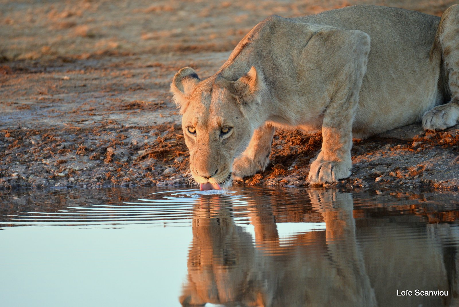 Lions au point d'eau/Lions drinking (7)