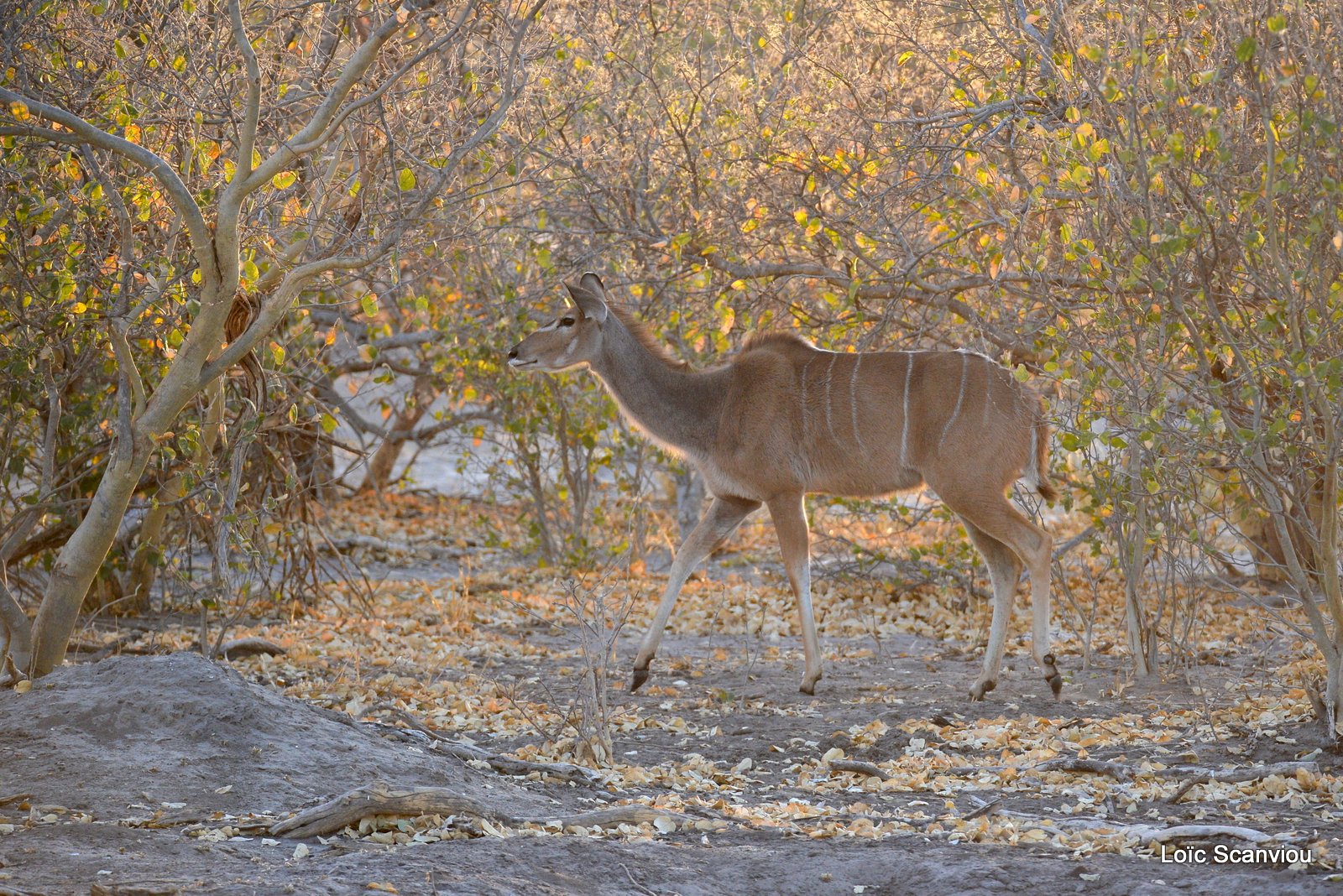 Grand koudou/Greater Kudu (13)