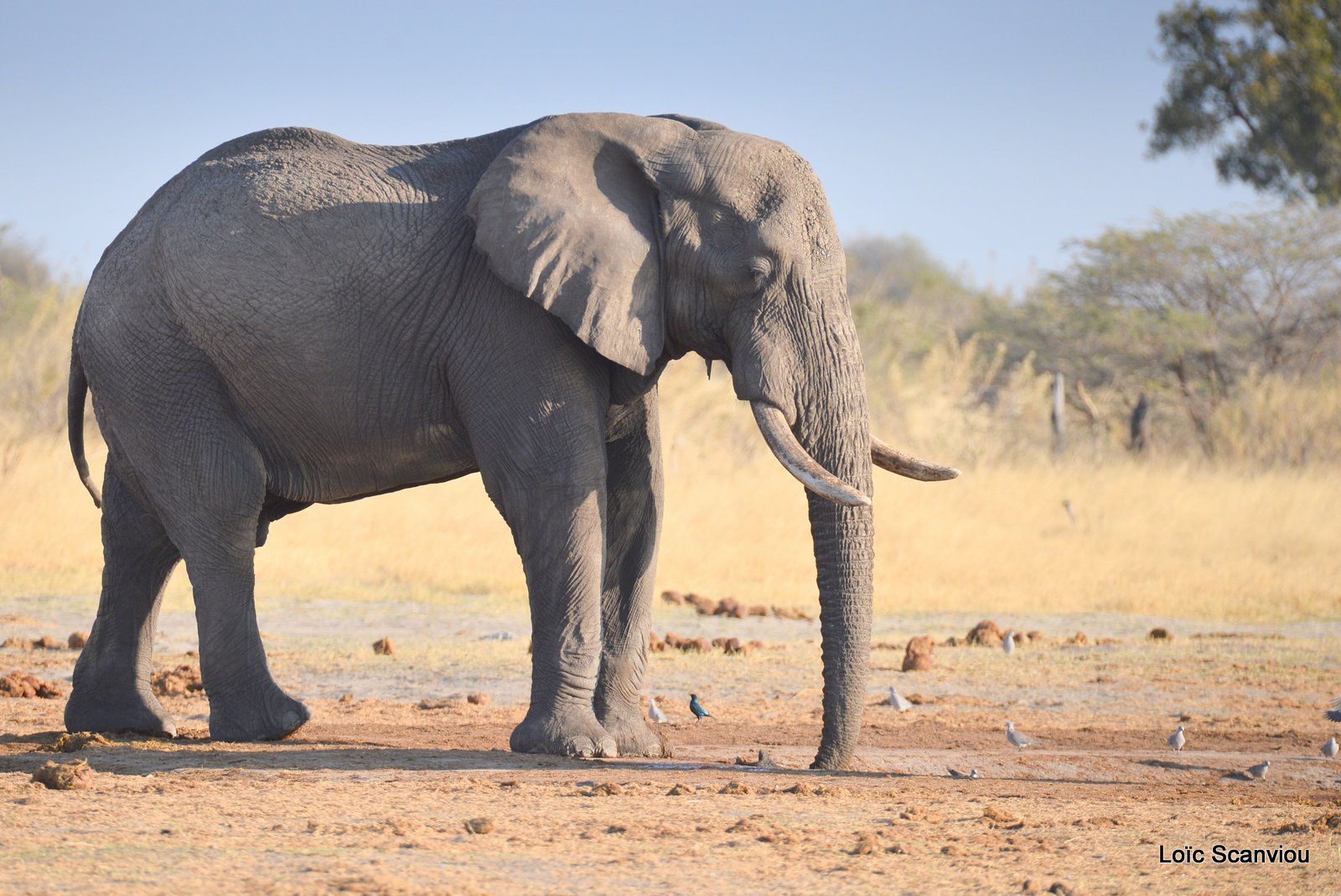 Eléphant d'Afrique/African Elephant (4)