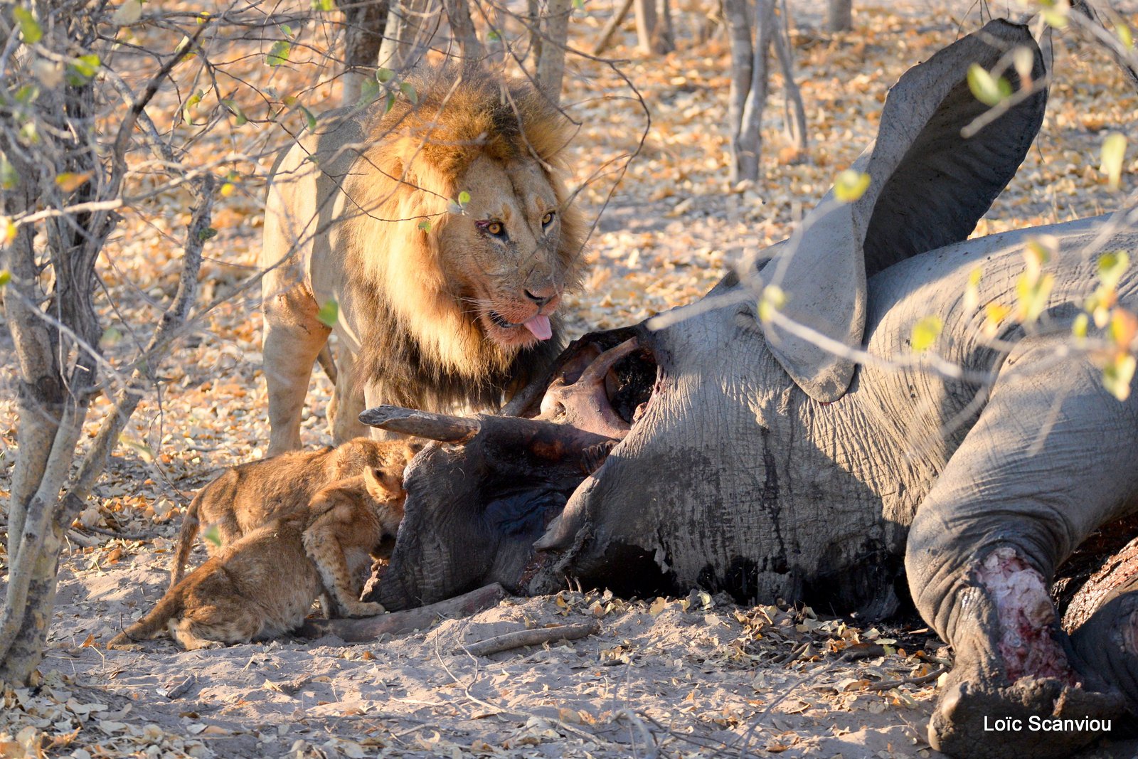 Lions et carcasse déléphant/Lions and dead elephant (6)