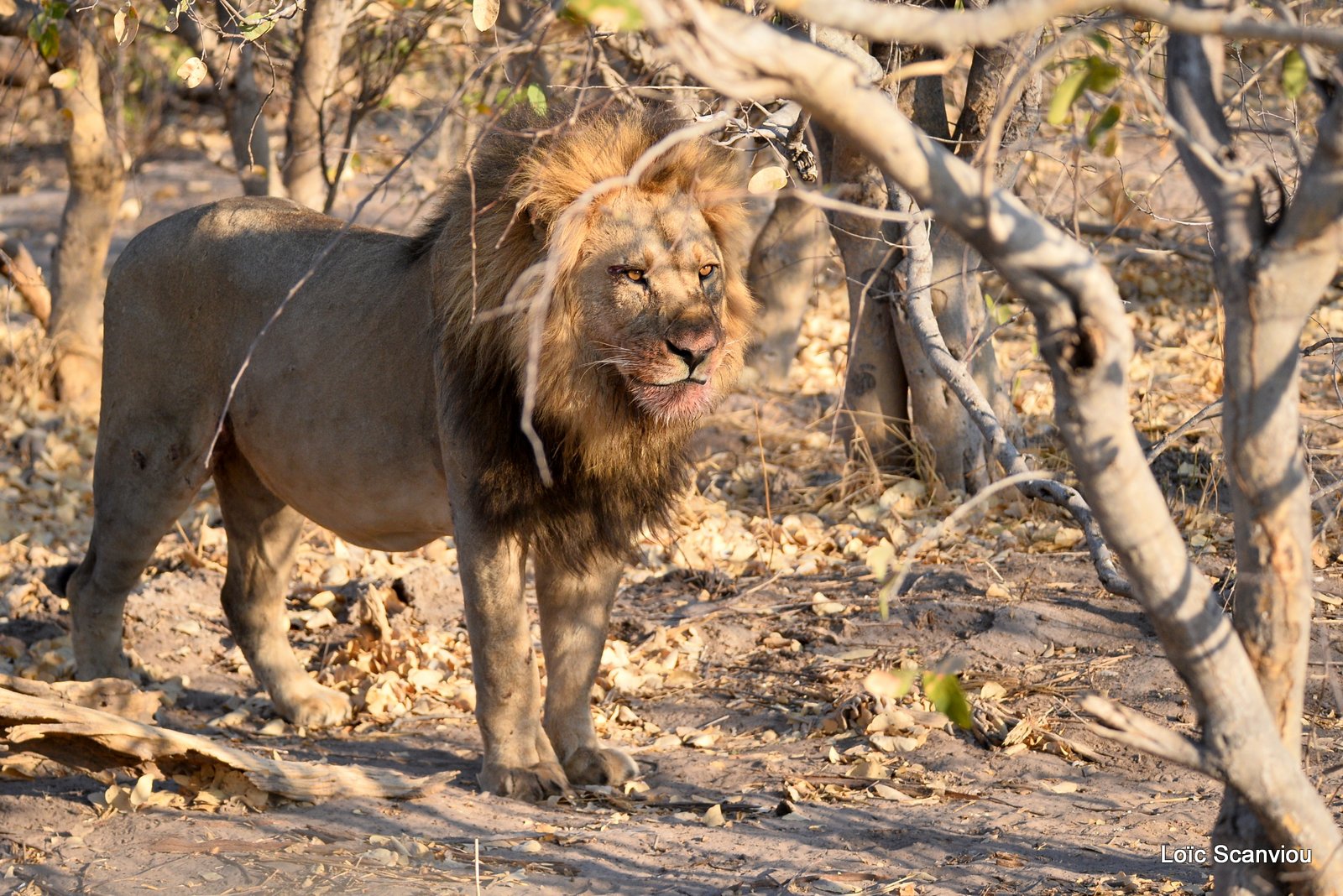 Lion mâle/Male Lion (1)