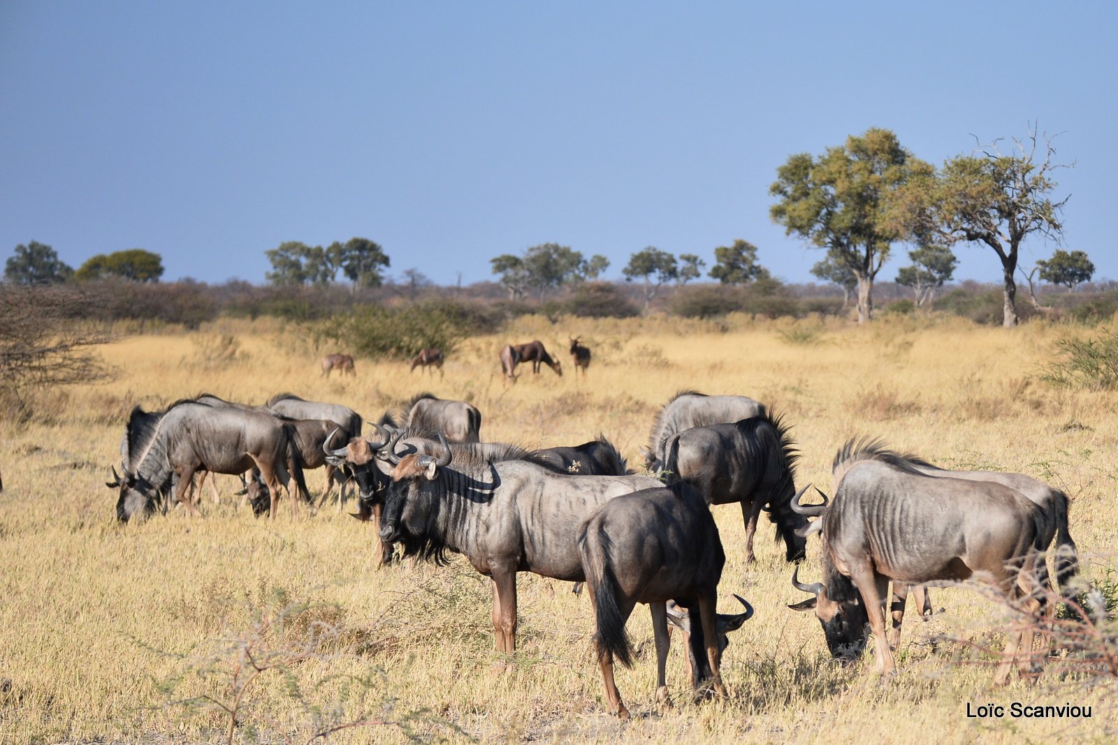 Gnou/Wildebeest (3)