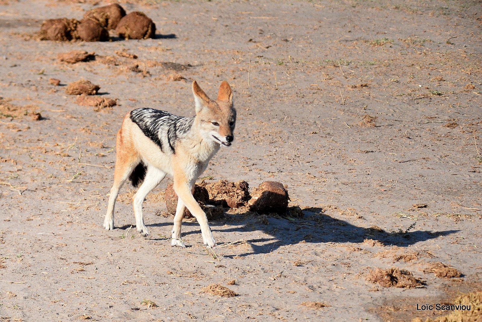 Chacal à chabraque/Black-backed Jackal (1)