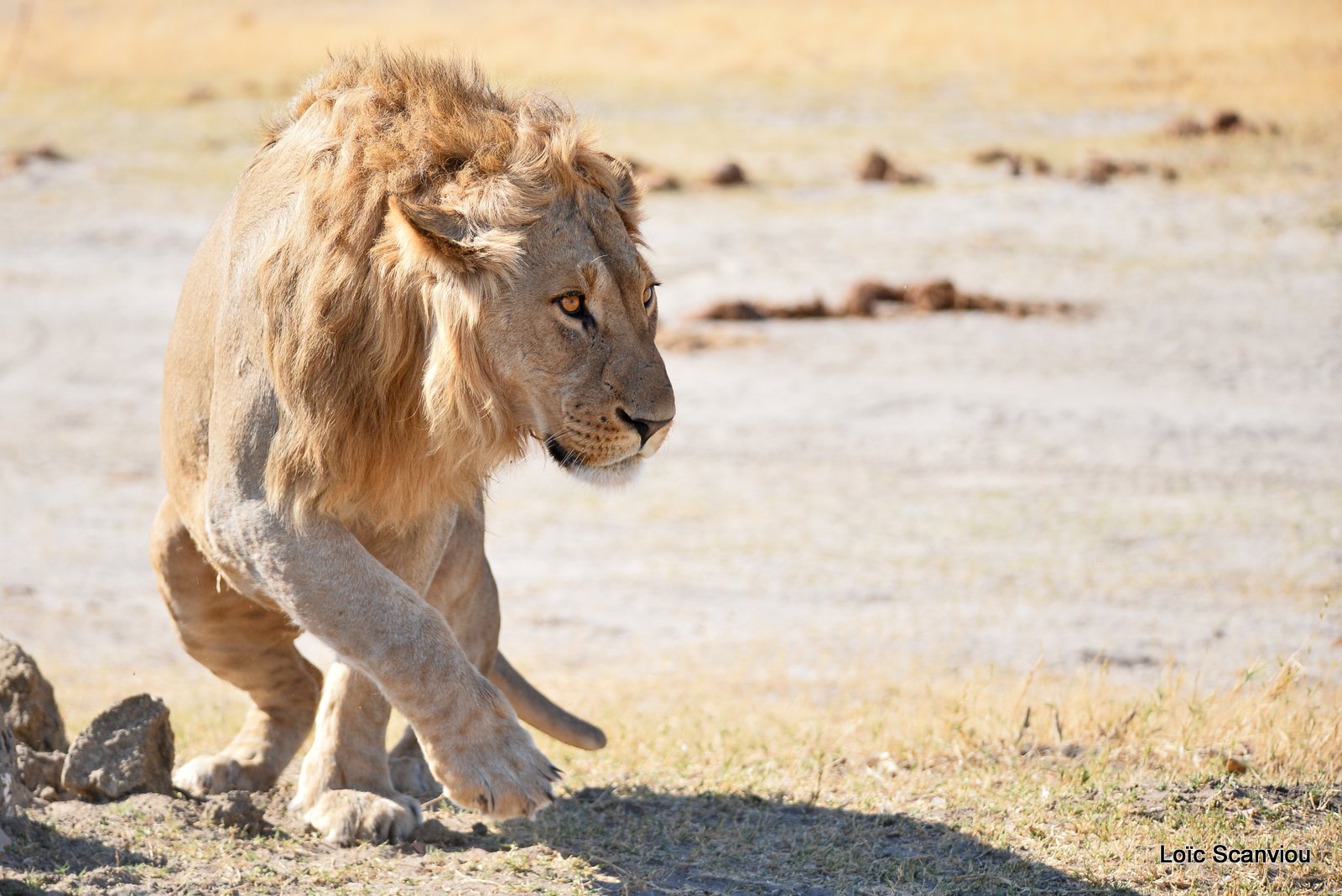 Lion mâle/Male Lion (2)