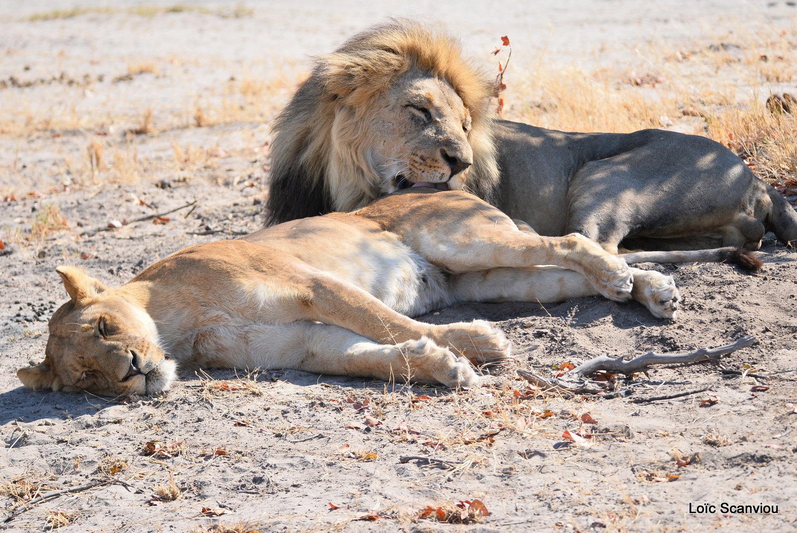 Lion et lionne/Lion and lioness (1)
