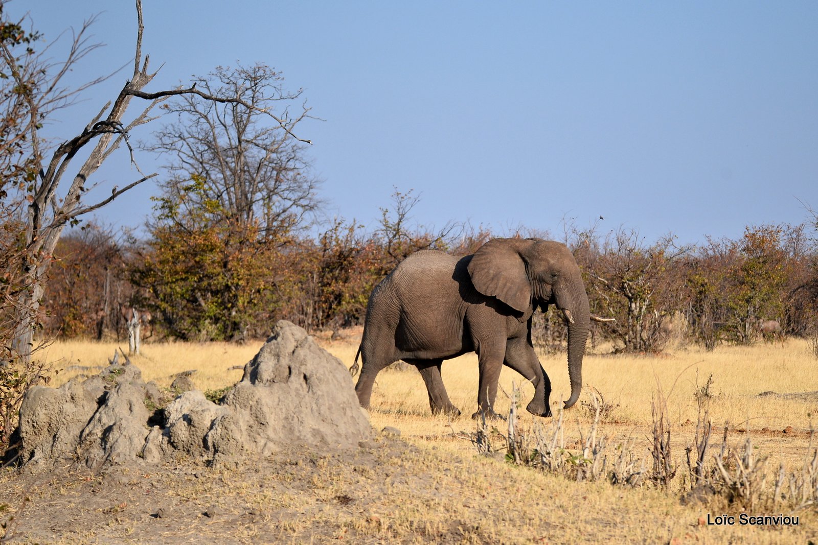 Eléphant d'Afrique/African Elephant (5)