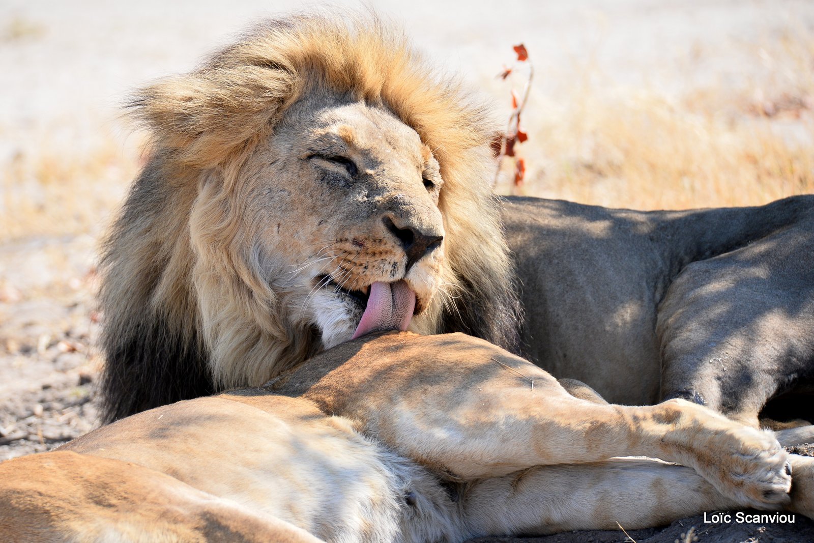 Lion et lionne/Lion and lioness (2)
