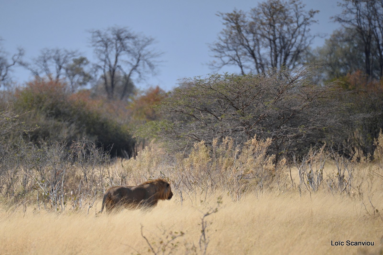 Lion mâle/Male Lion (3)