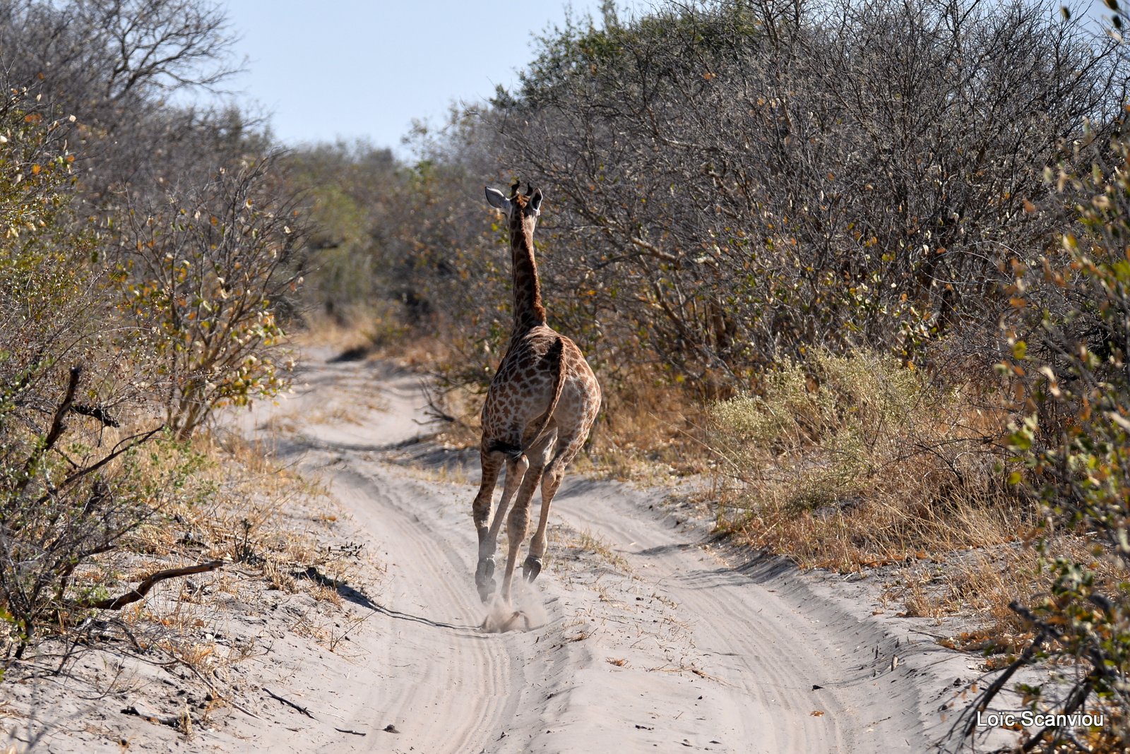Girafe/Giraffe (2)