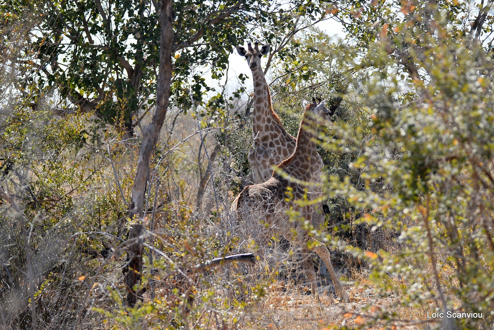 Girafe/Giraffe (3)