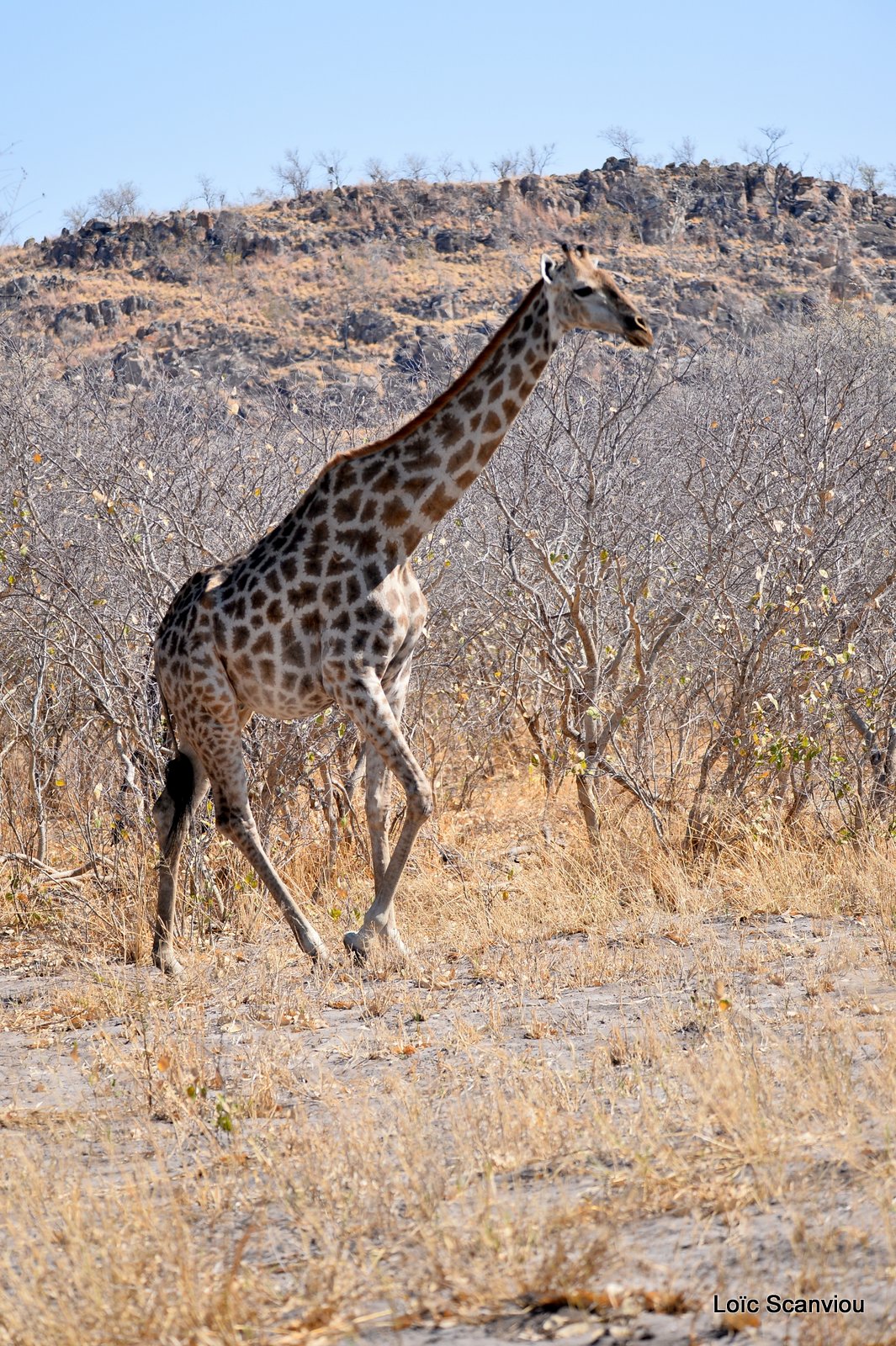 Girafe/Giraffe (4)