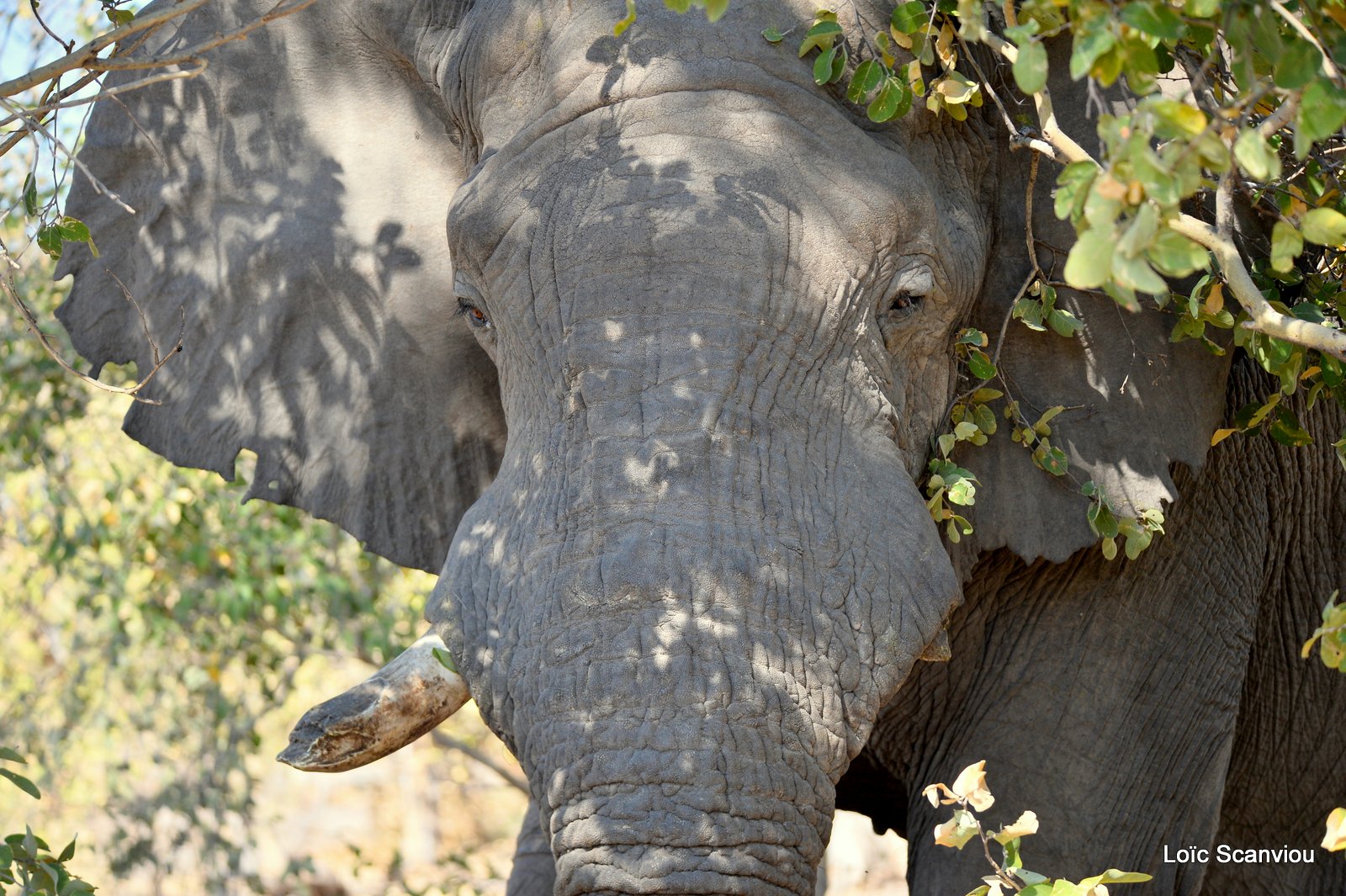 Eléphant d'Afrique/African Elephant (83)