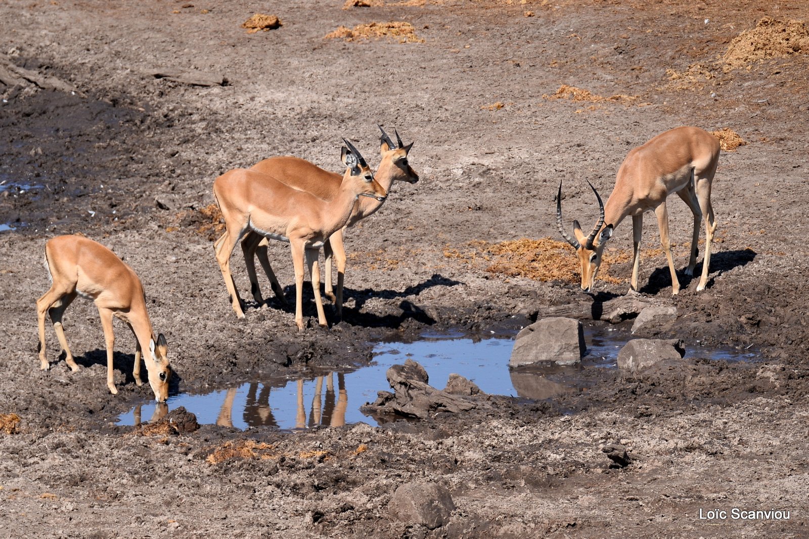 Impala (1)