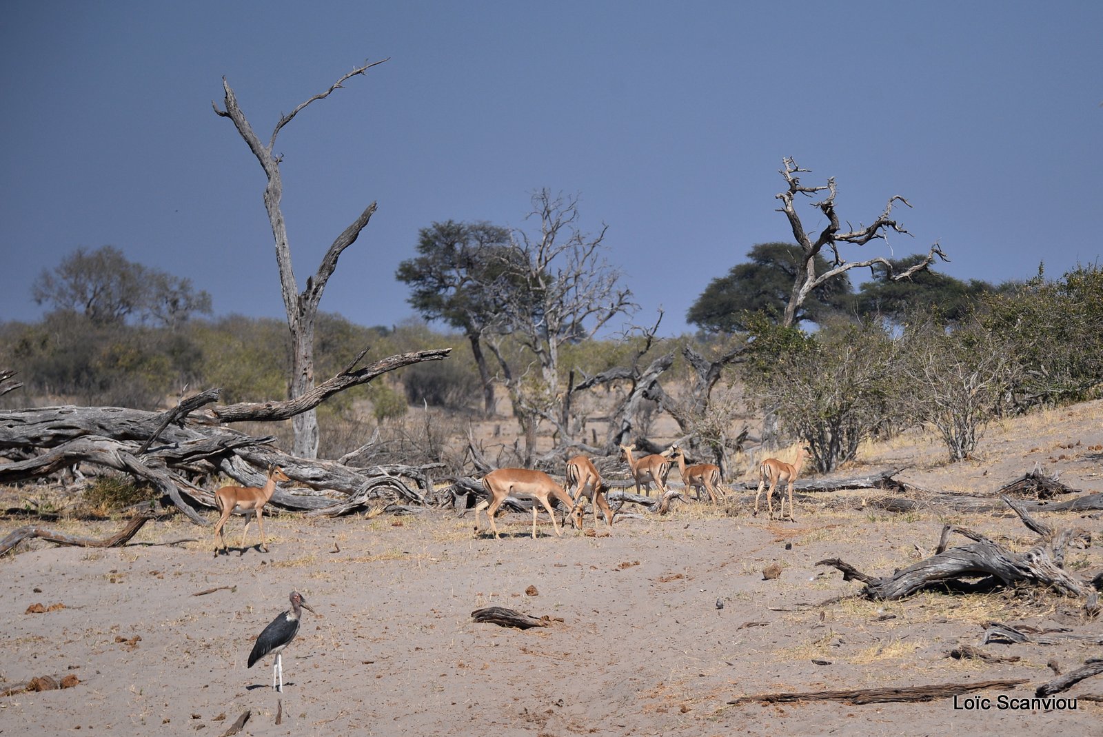 Impala (2)