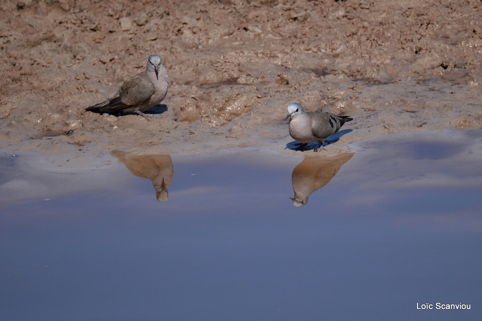 Tourterelle masquée/Namaqua Dove (1)