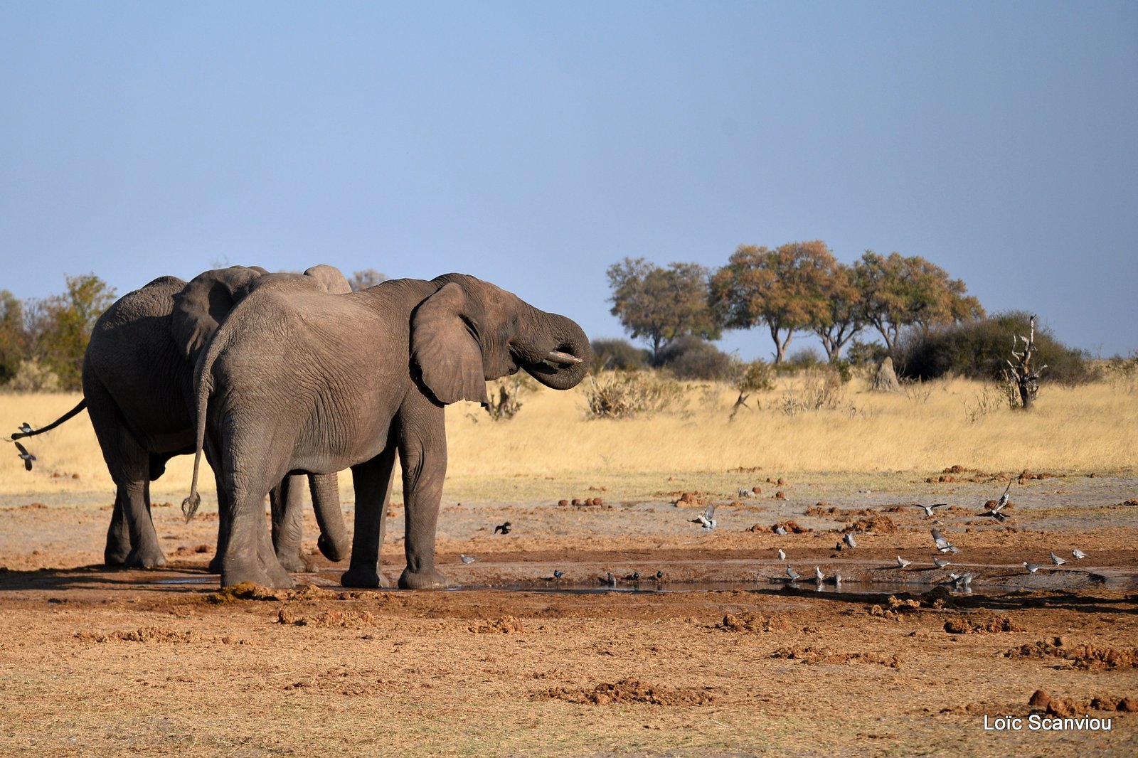 Eléphant d'Afrique/African Elephant (6)