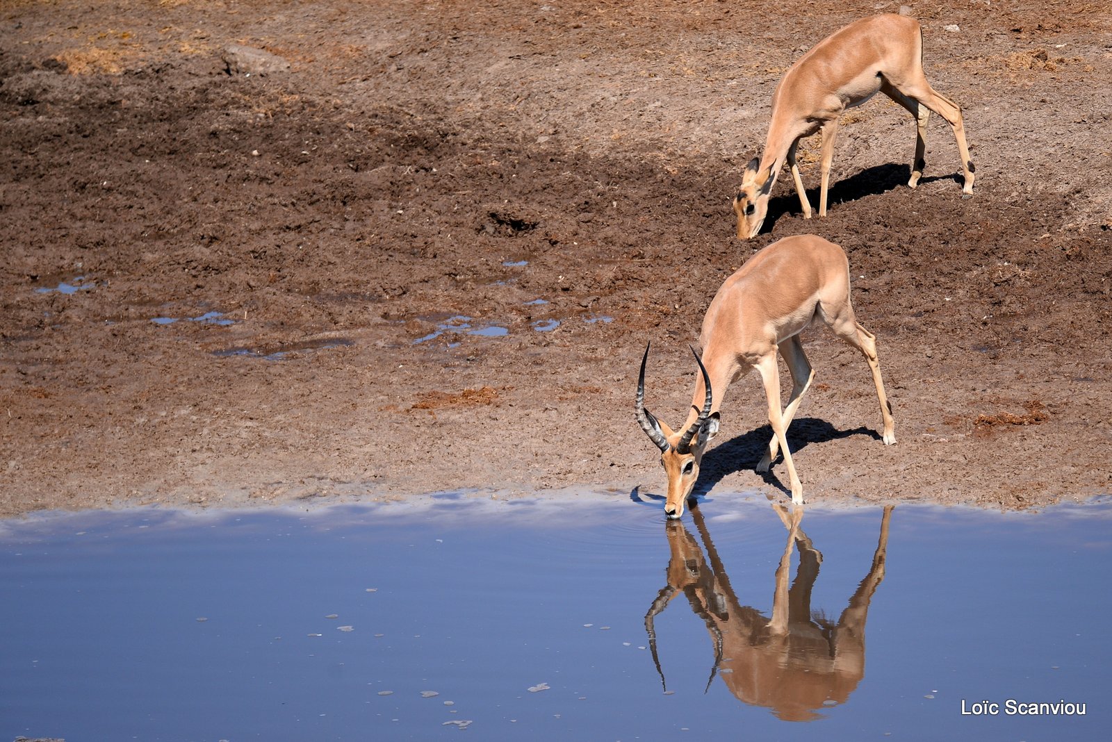 Impala (3)
