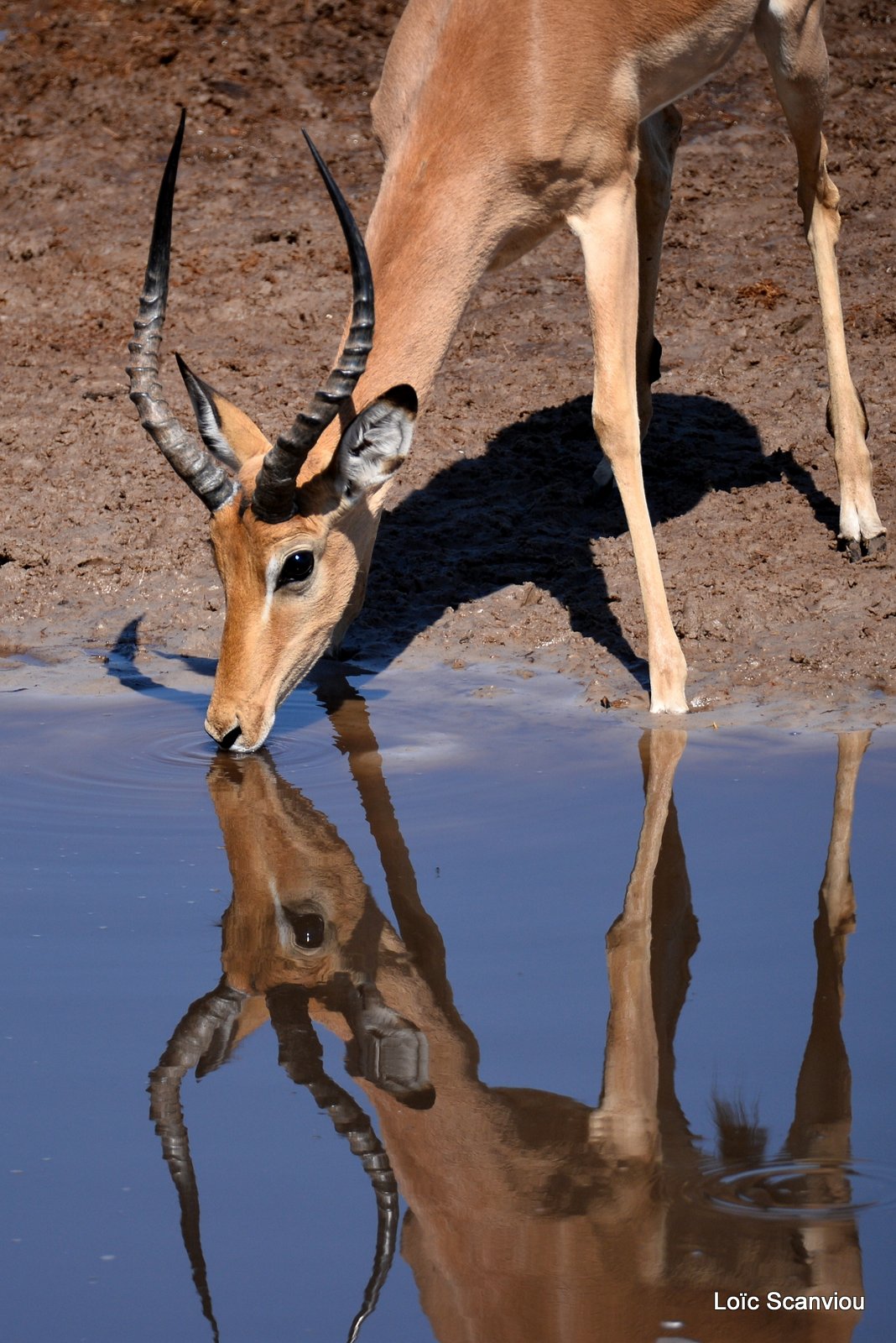 Impala (4)