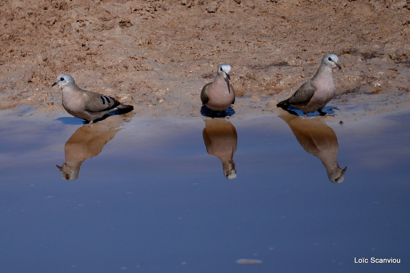 Tourterelle masquée/Namaqua Dove (2)