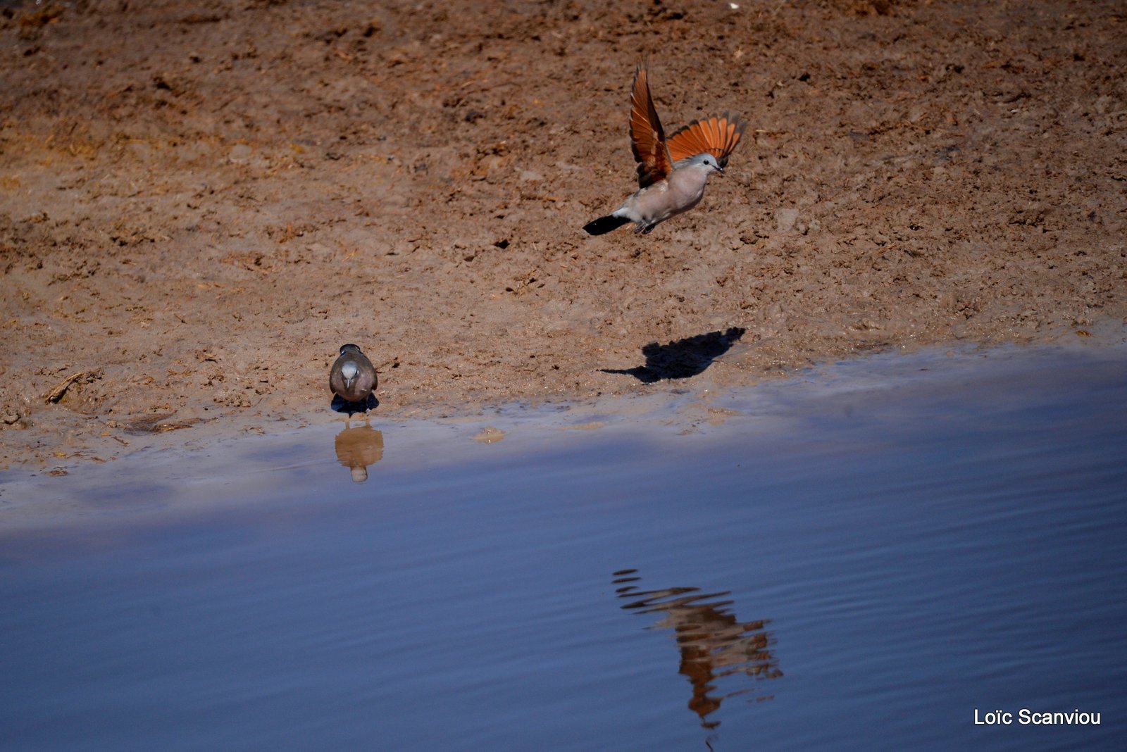 Tourterelle masquée/Namaqua Dove (3)