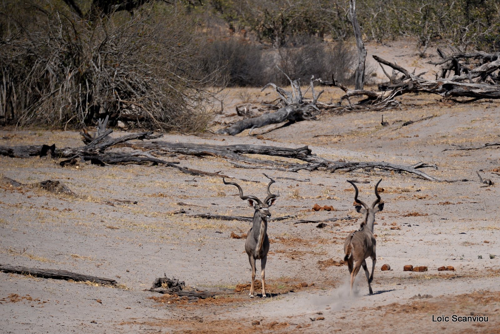 Grand koudou/Greater Kudu (1)