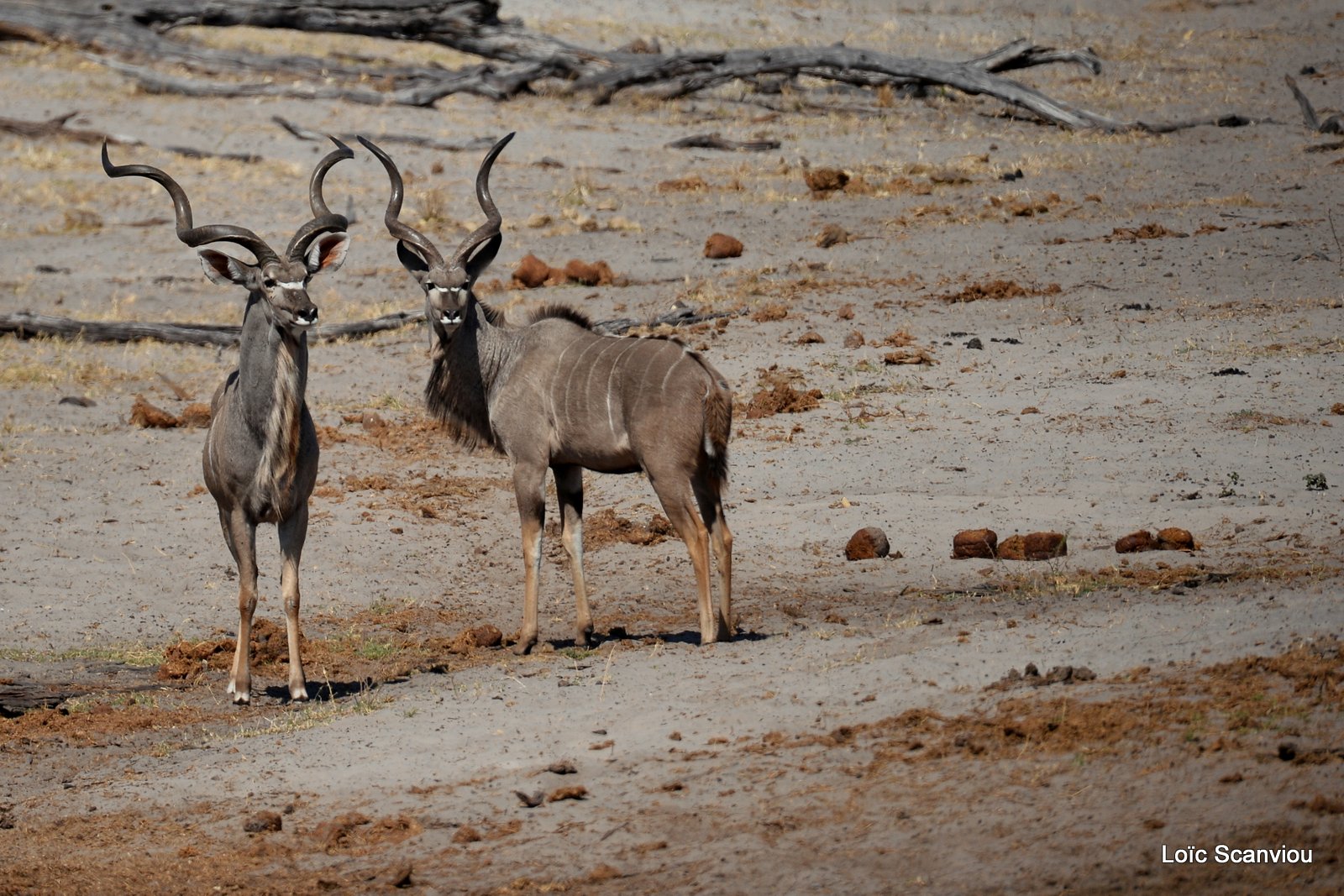 Grand koudou/Greater Kudu (2)