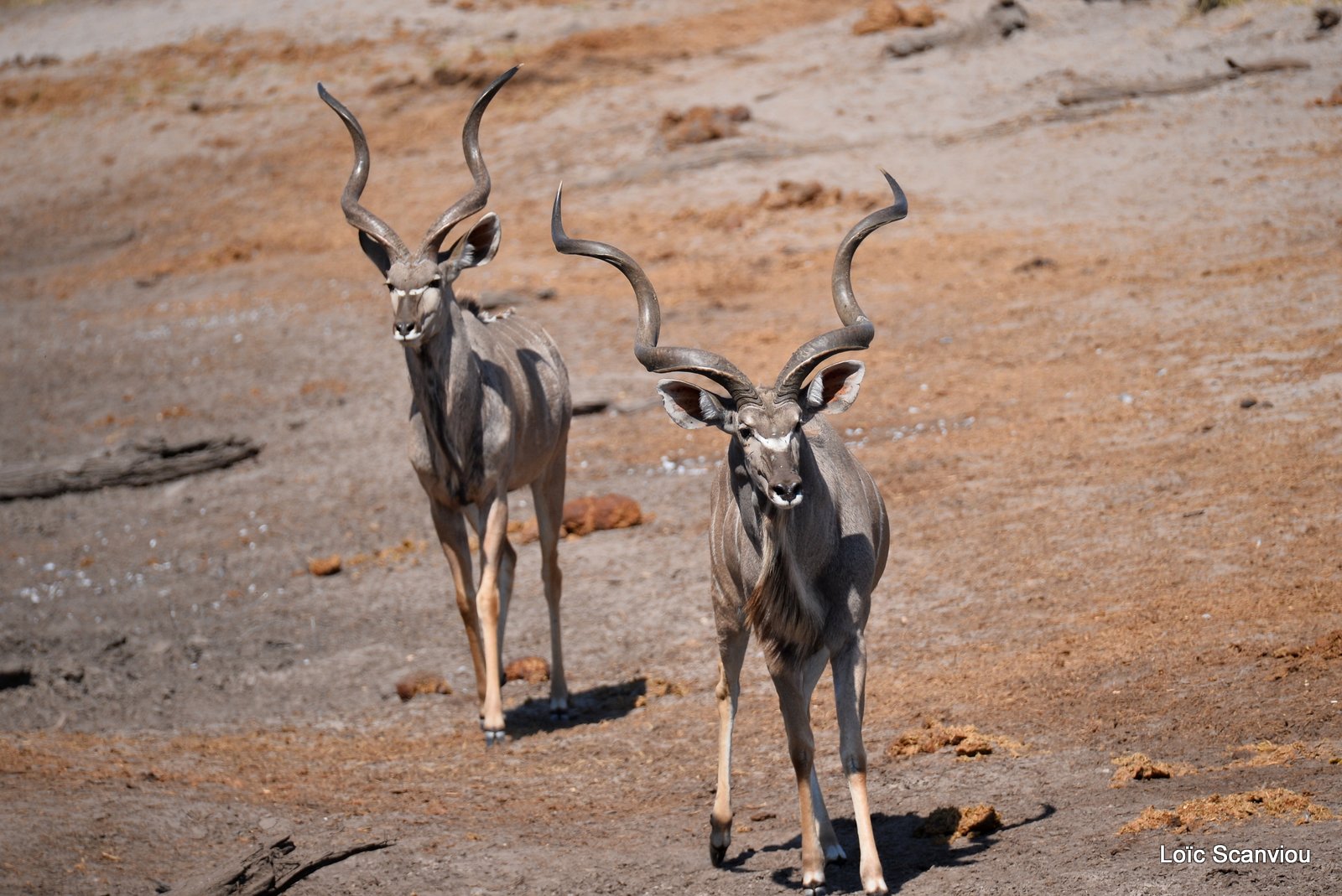 Grand koudou/Greater Kudu (3)