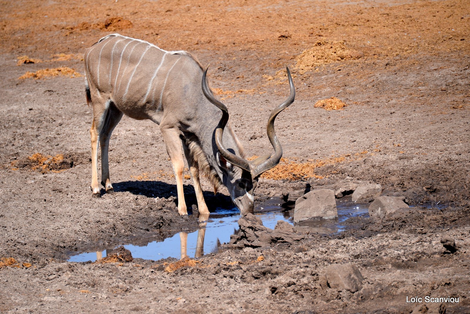 Grand Koudou et impala/Greater Kudu and impala (1)